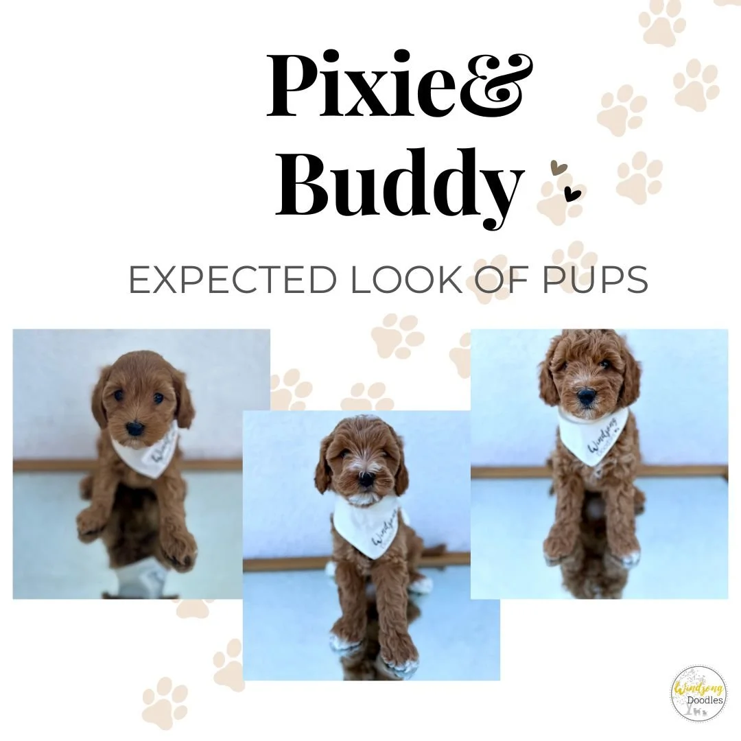 A promotional poster for Pixie & Buddy, featuring three photos of adorable brown puppies wearing bandanas, with a background decorated with paw prints and text indicating their expected puppy looks.
