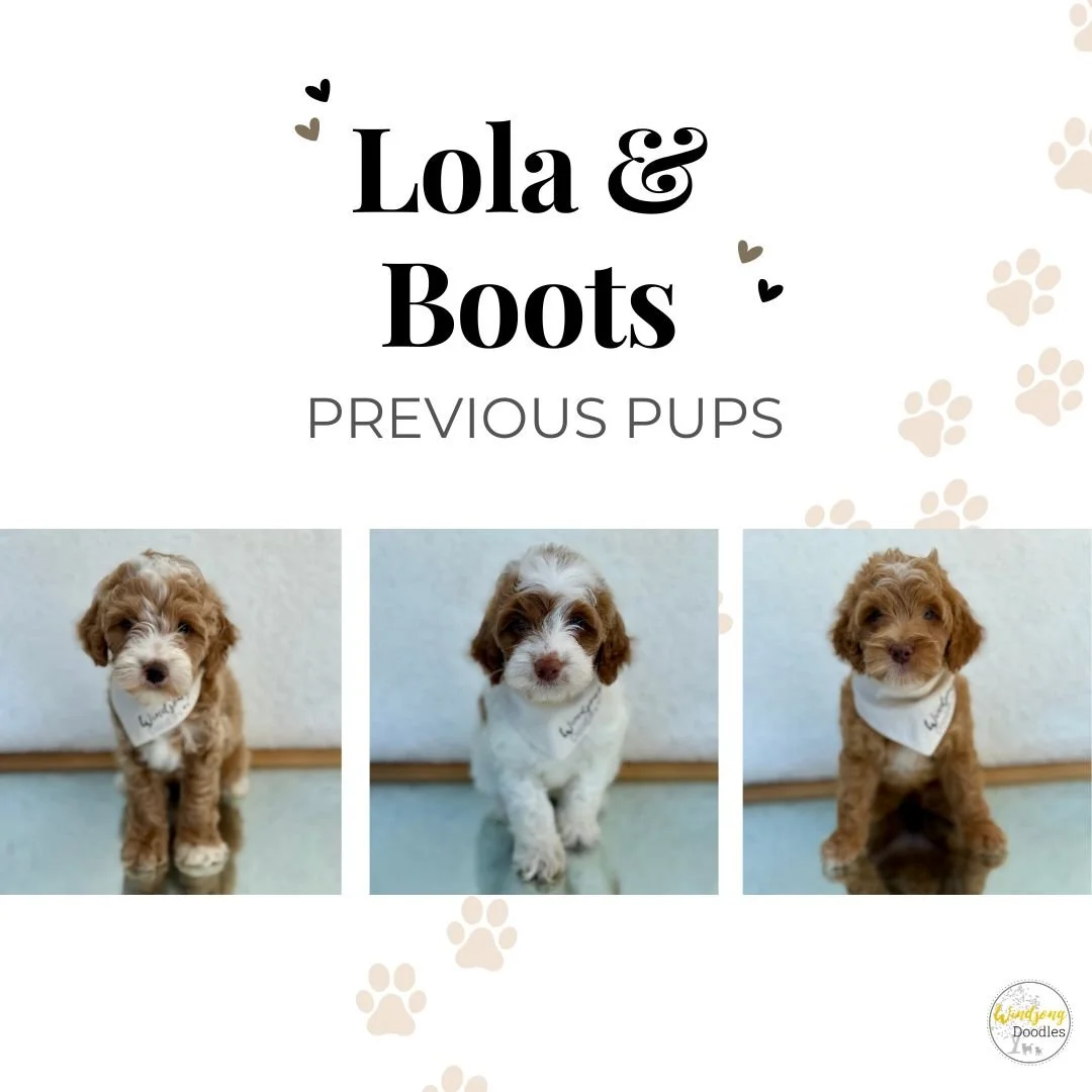 The image is a poster with the text "Lola & Boots Previous Pups" and three photos of puppies with bandanas, along with paw print graphics in the background.