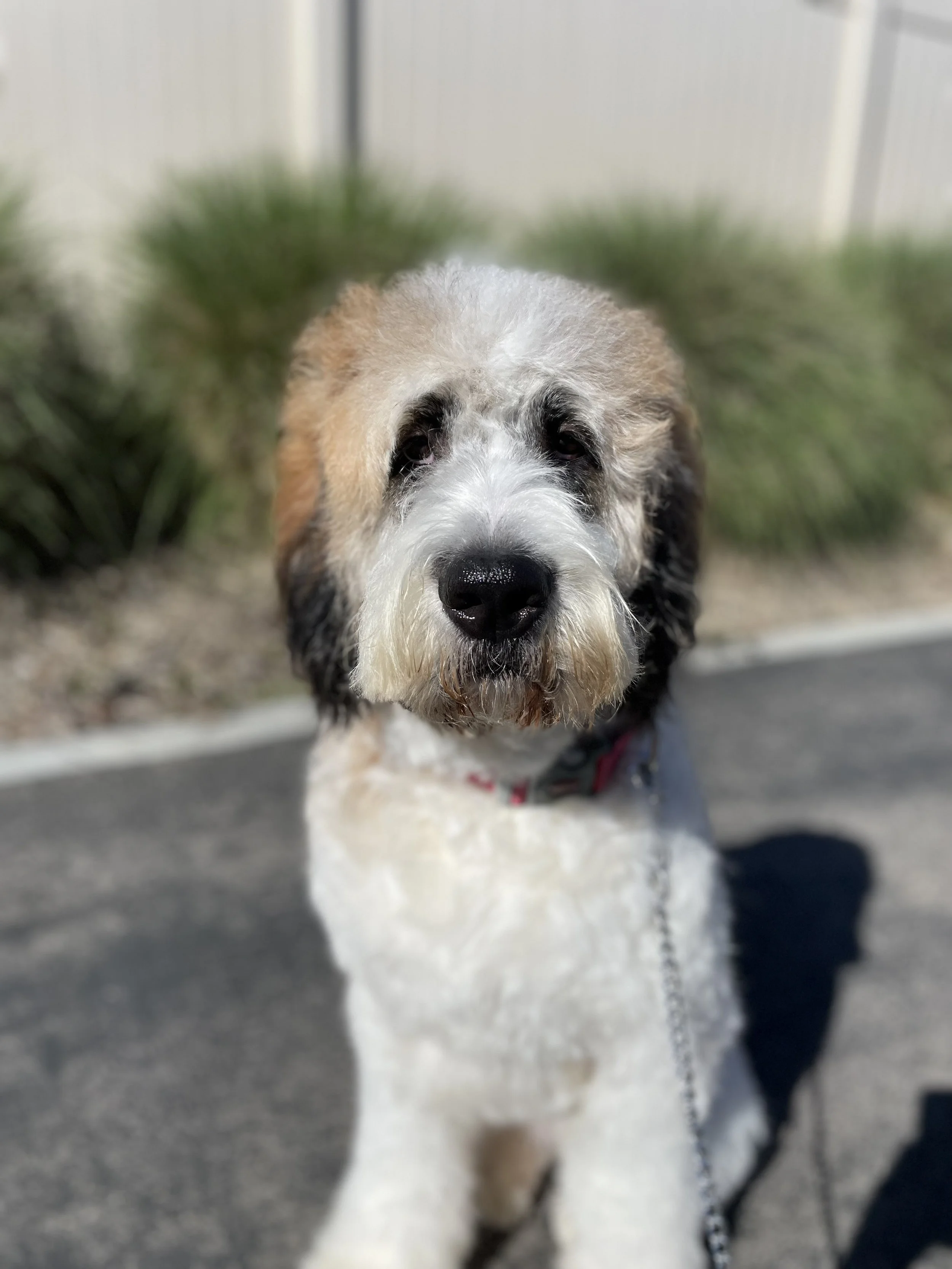 Bernard Mix Grey Saint Bernard Bernard Mix Puppy St Bernard Kennels Saint  Bernard Great Dane, image size:2500x3333