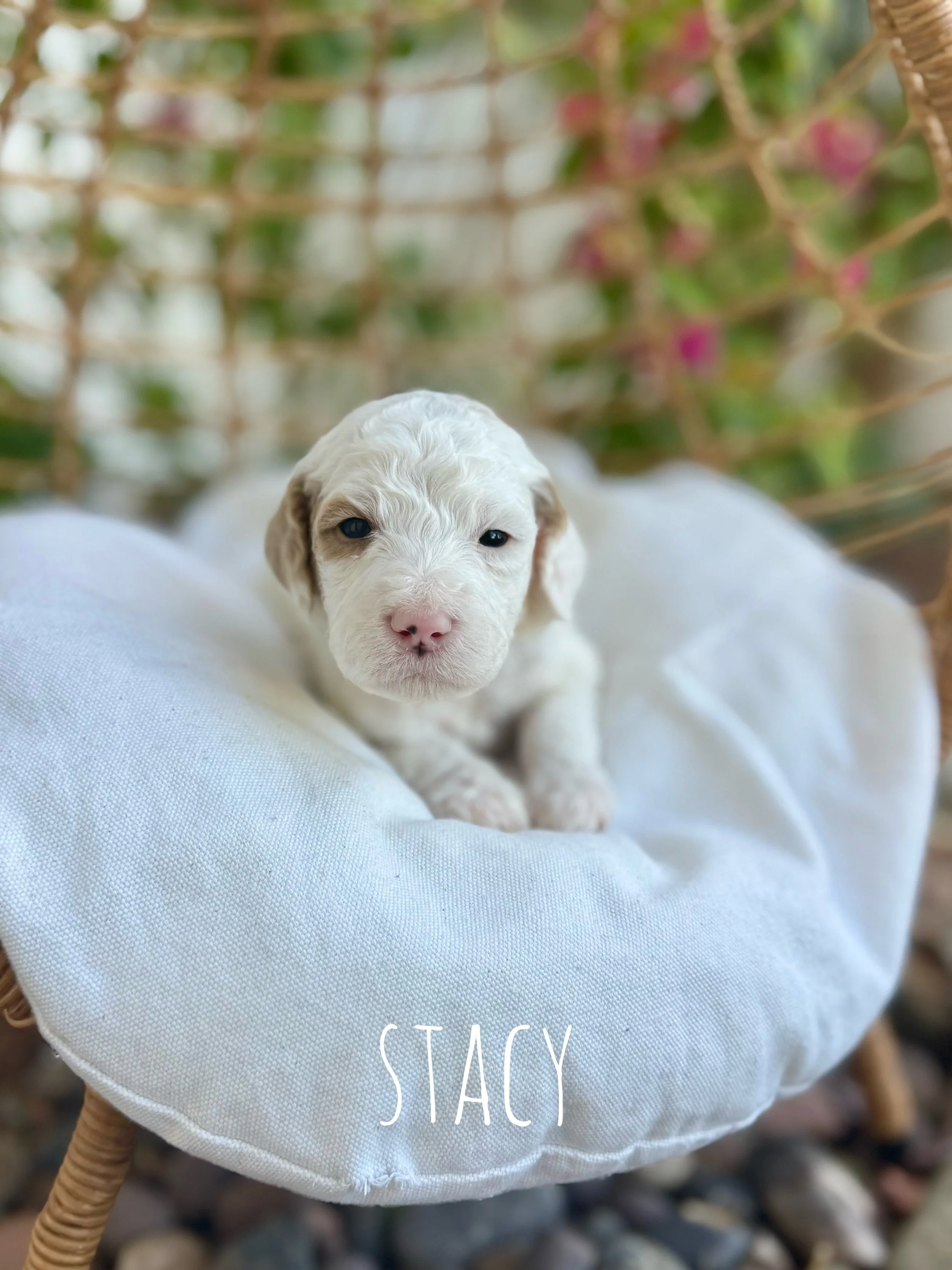 la goldendoodle breeder, ethical breeding programs