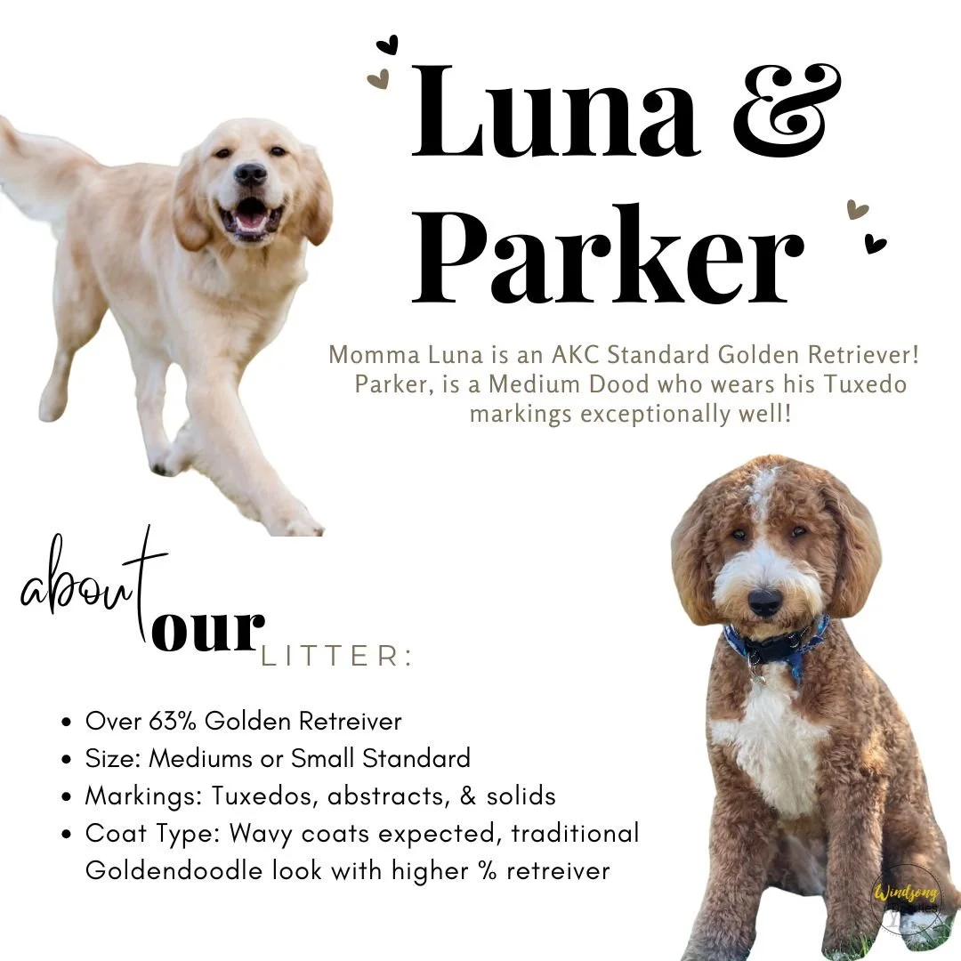 A flyer introducing Luna and Parker, two Golden Retrievers. Luna is a light-colored Retriever with a happy expression, and Parker is a brown and white curly-haired Retriever wearing a blue collar. The flyer describes their breeds, markings, and characteristics, with decorative hearts and the text about the dogs' personalities and litter details.
