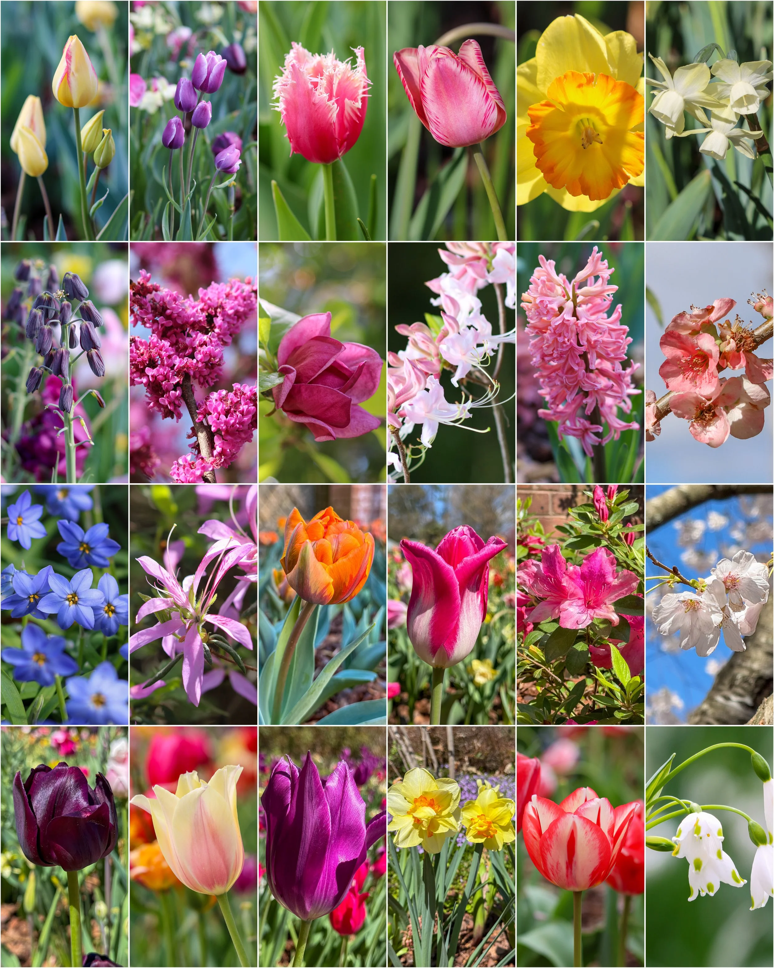 24 hours of flowers 1080x1350.jpg