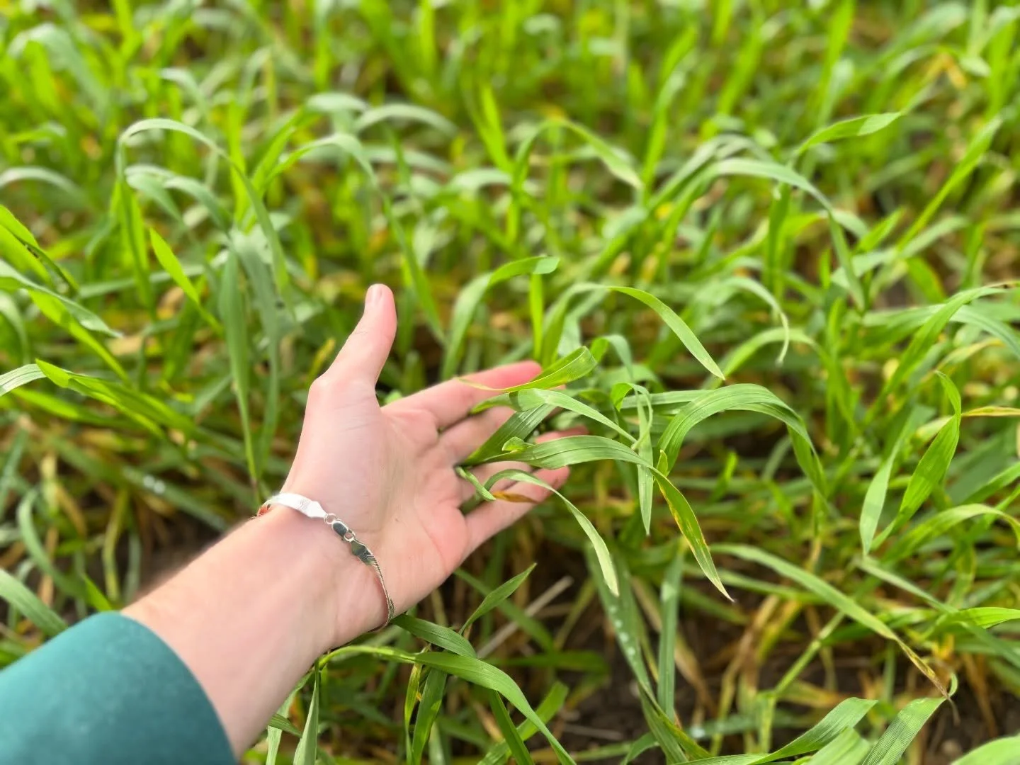 Winter barley coming on nicely.
Harvest between July and August &mdash; then it&rsquo;s off to the maltsters and on its way to becoming the beer we&rsquo;re proud to put our name on.

🌾🍺