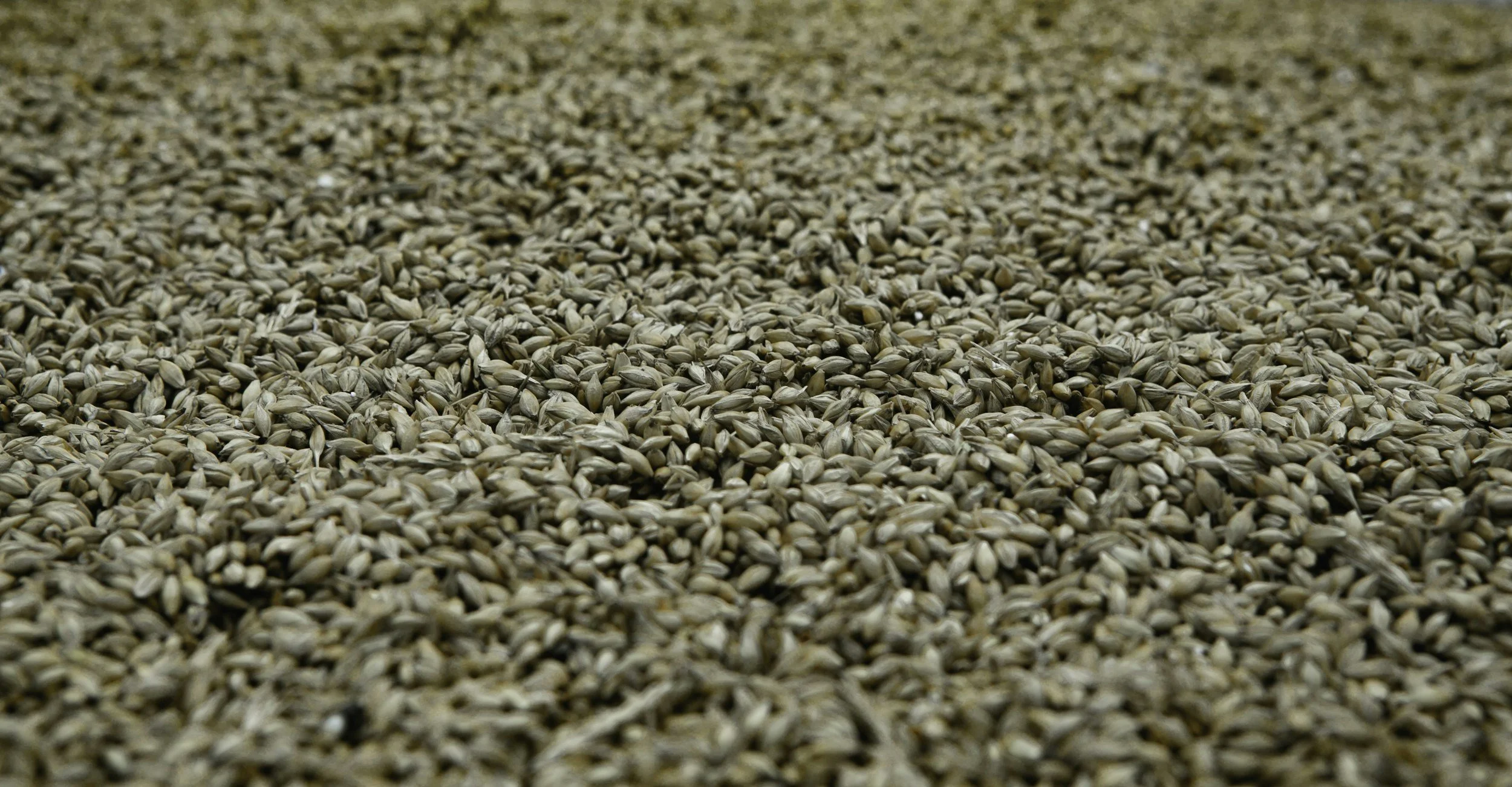 Malting: Where The Magic Happens