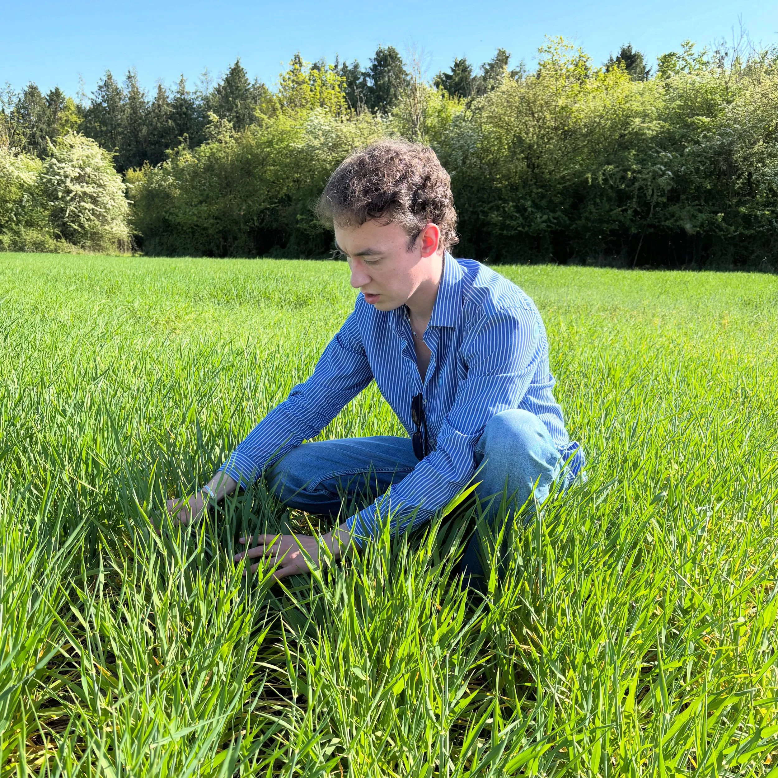 Out in the fields today checking on the spring barley 🌾

Always a good feeling seeing it come through strong-weeks of planning and patience starting to show. Still a long way to go, but it&rsquo;s looking promising so far. Every season tells its own