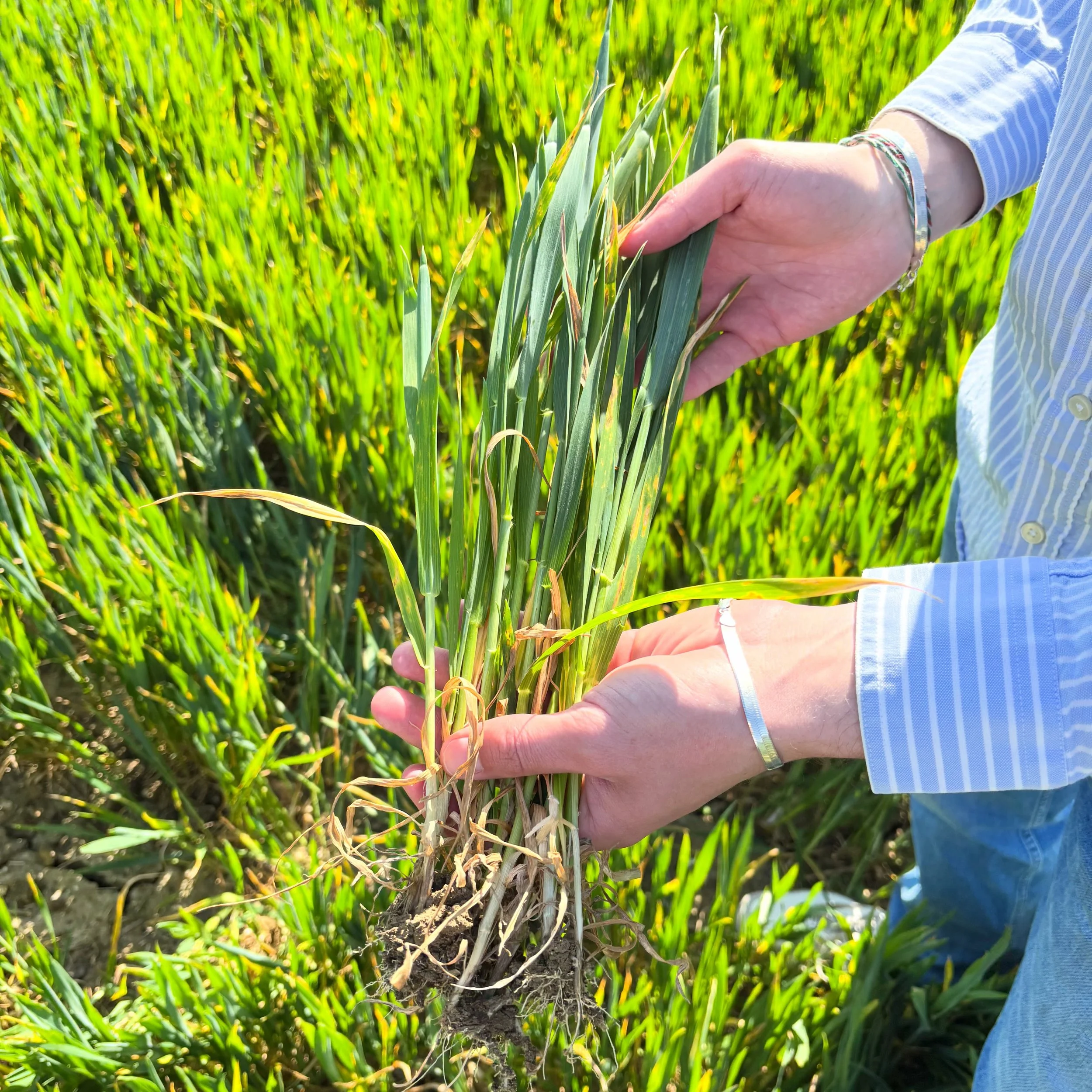 Roots feed the plant, stems lift it to the light, ears fill with the grain that becomes the beer.

Strong plants make strong malt &mdash; and strong malt makes better beer. 🌾🍺

#SoilHealth #CropToMalt #GrainToGlass #Barley #Wheat Oats