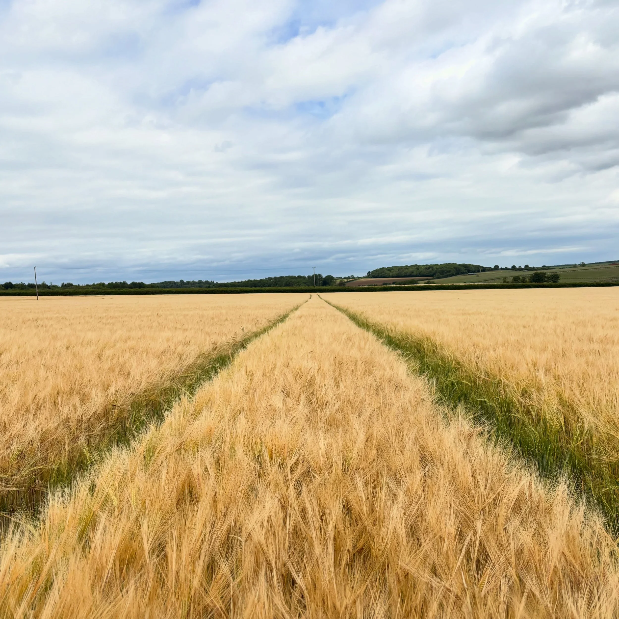Nearly there 🌾

The barley is turning golden and almost ready for harvest. After months of growth, we&rsquo;re just waiting on those final few days of sunshine before the combines roll. A busy season is just around the corner! 🚜

#BritishFarming #H