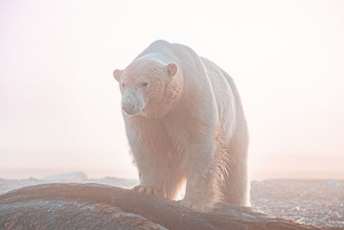 Polar bear in Svalbard.jpg