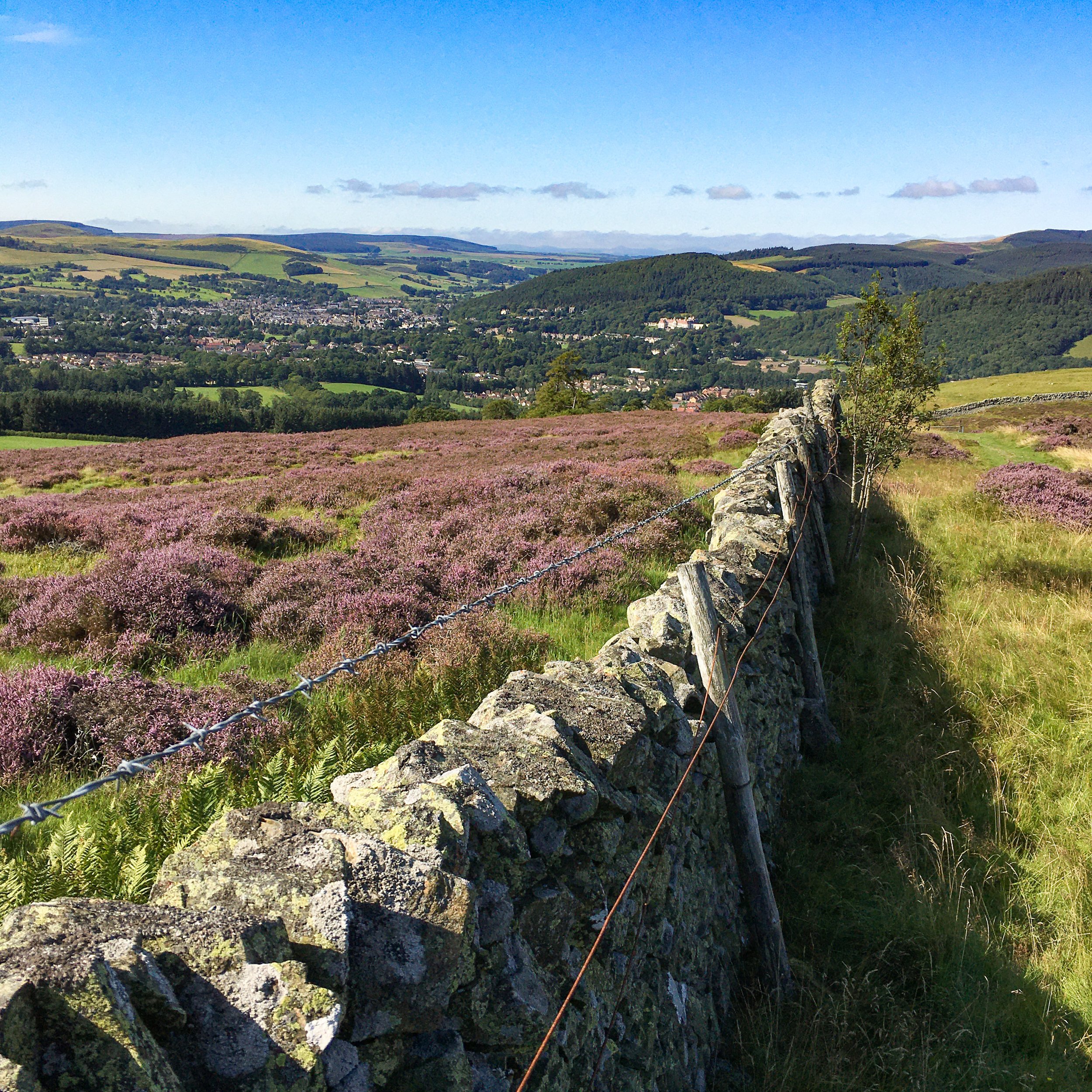 Stone wall and purple heather fields in a rural landscape with hills and a town in the background, Peebles, Tweed Valley, Scottish Borders, Scotland