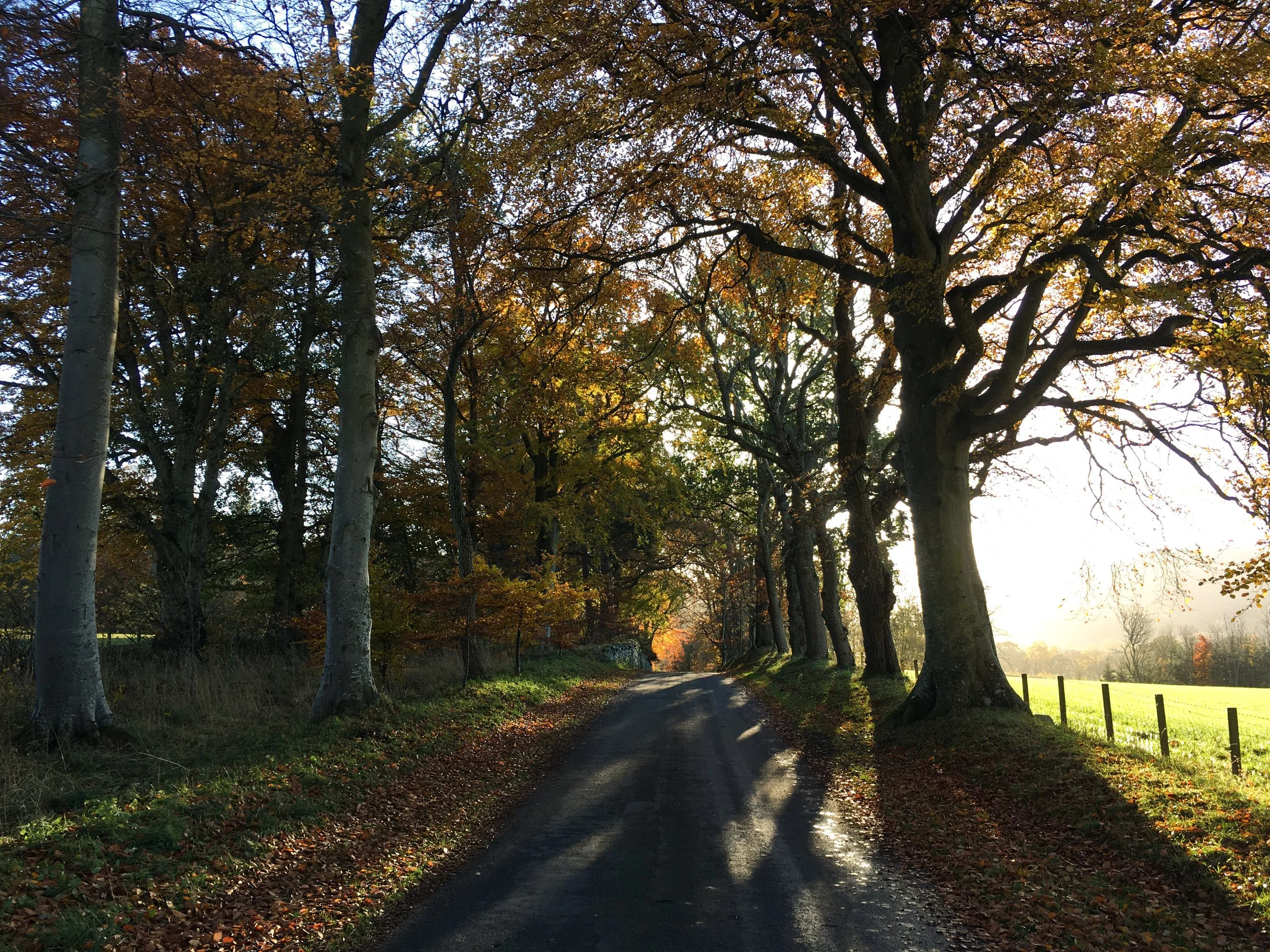 Scenic country road flanked by autumn trees with sunlight casting long shadows on the path.