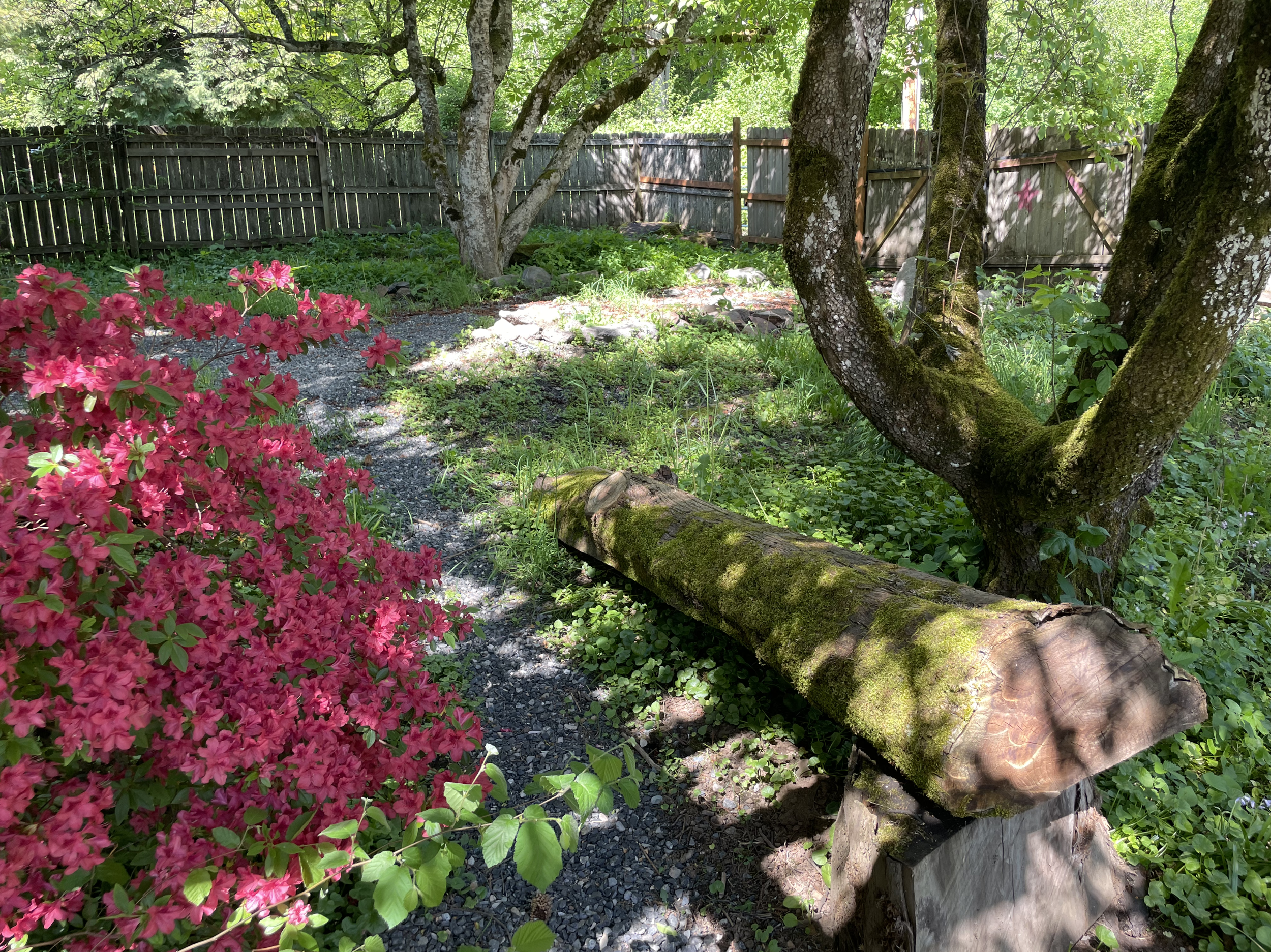 spring blooms