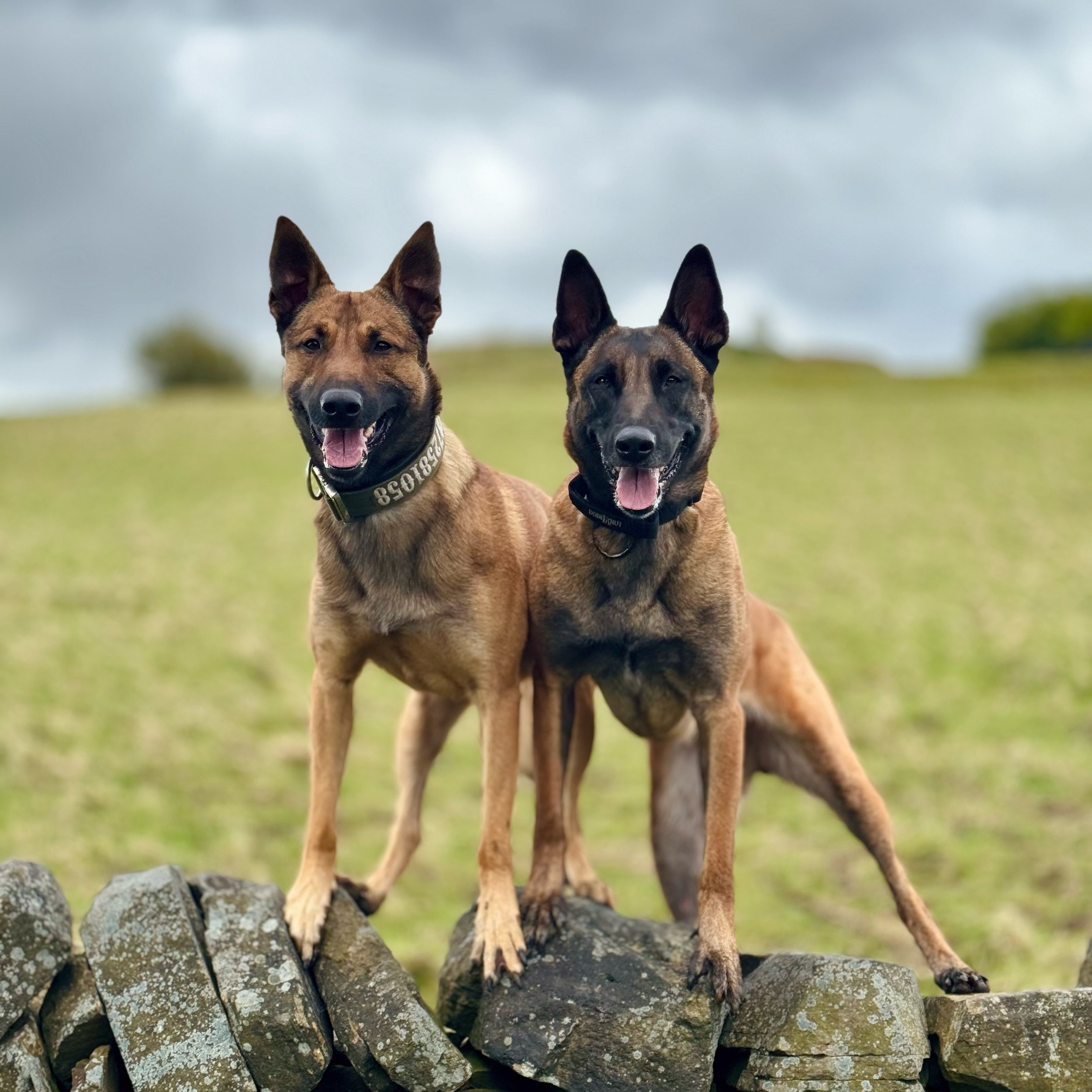 Just two good dogs 💙

#dogtraining #malinois