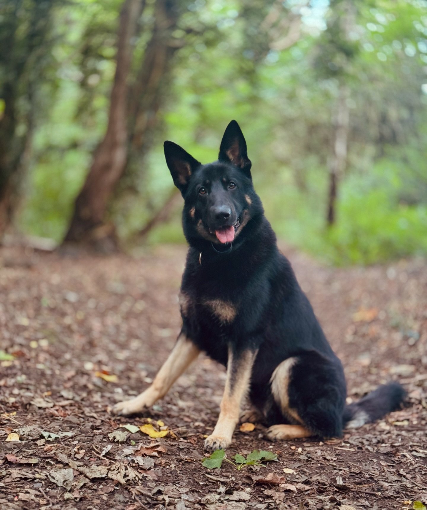 The happy face of Nero who has just completed an off-lead programme with us, and gone home to a whole new world of freedom 💙

#dogtraining #germanshepherd