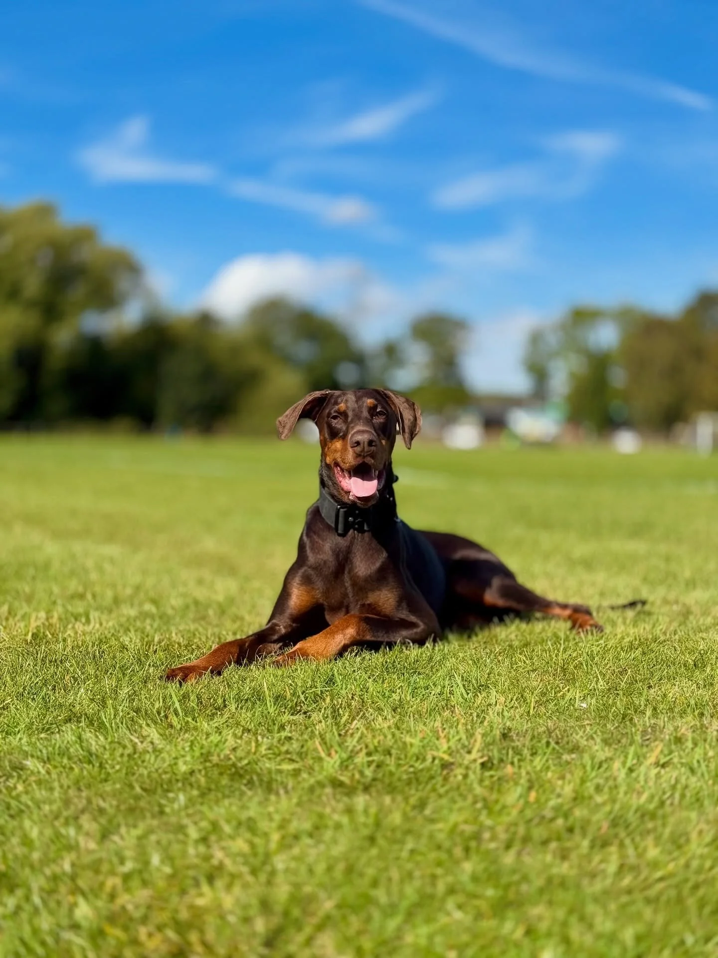 Some photos of the wonderful dogs we&rsquo;ve had the pleasure of training this week, in better weather than this weekend 😖

Happy Sunday!

#dogtraining