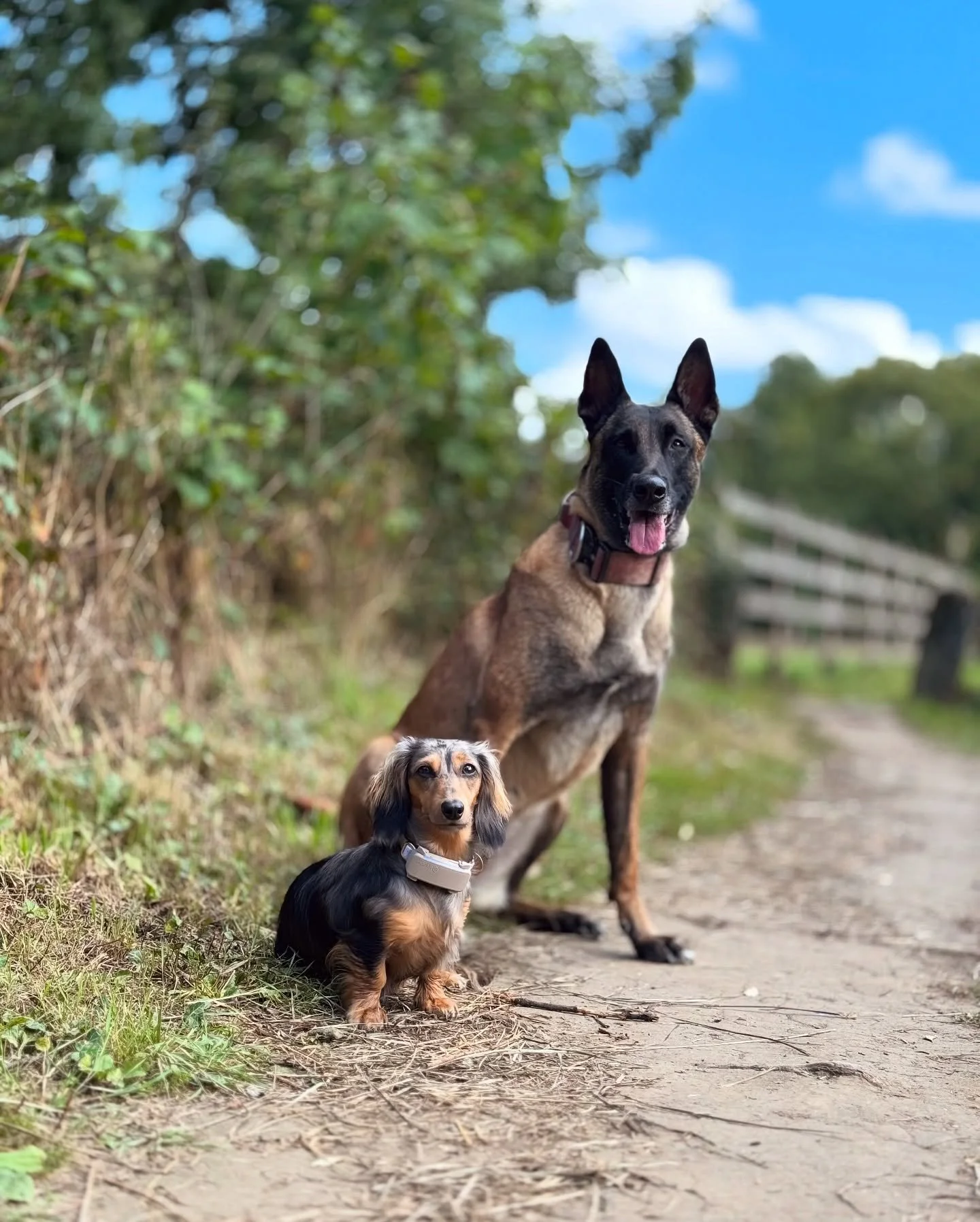 Storm helping Ivy on her off-lead journey 💙 @hazelandhound_