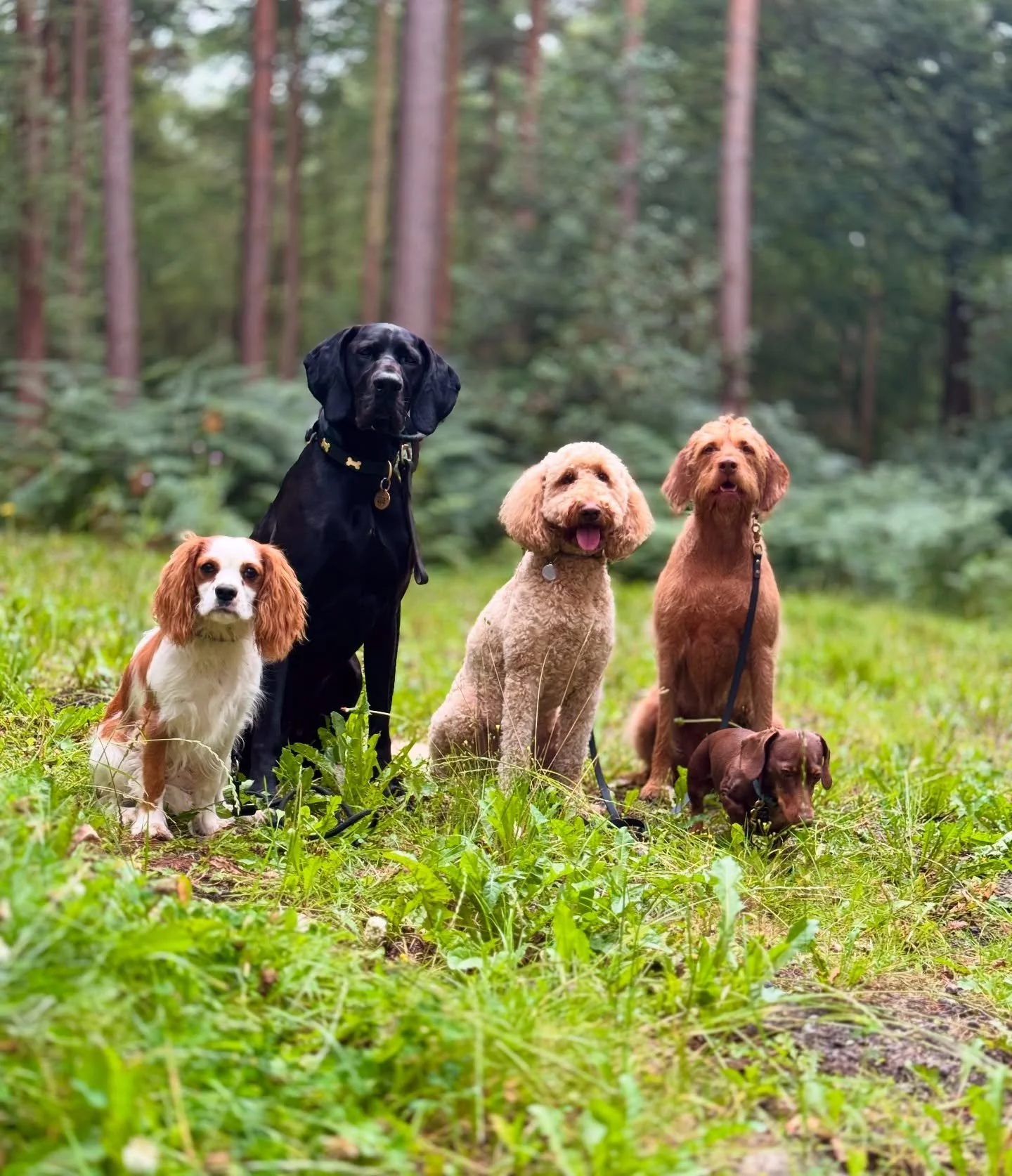 Day Train, Loki with the @hazelandhound_ crew 🐕

#dogtraining