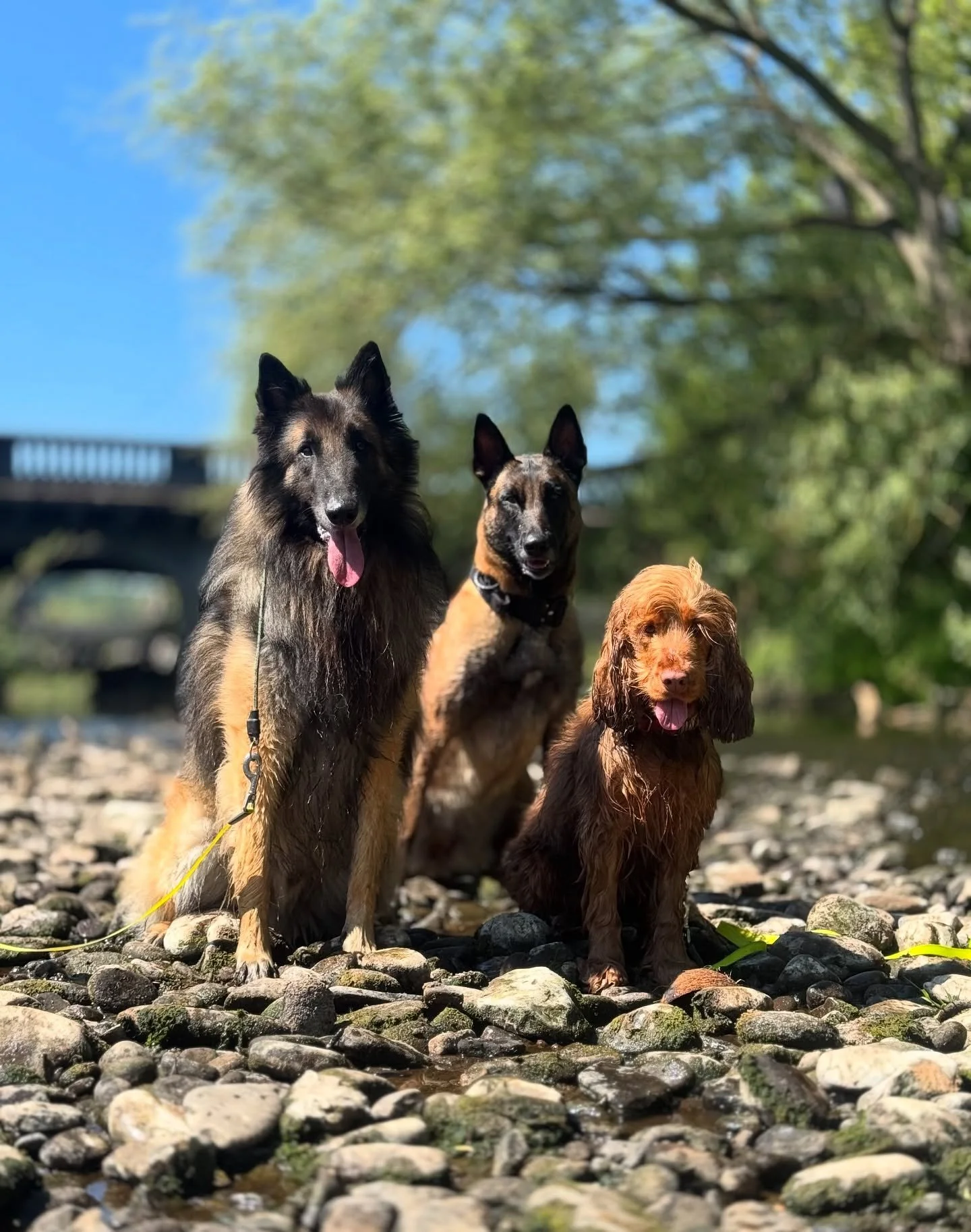 Keeping cool while soaking up the last of the sunshine ☀️🌊

This was also Radar&rsquo;s (to the left!) first time in the water 🙌🏼

#dogtraining