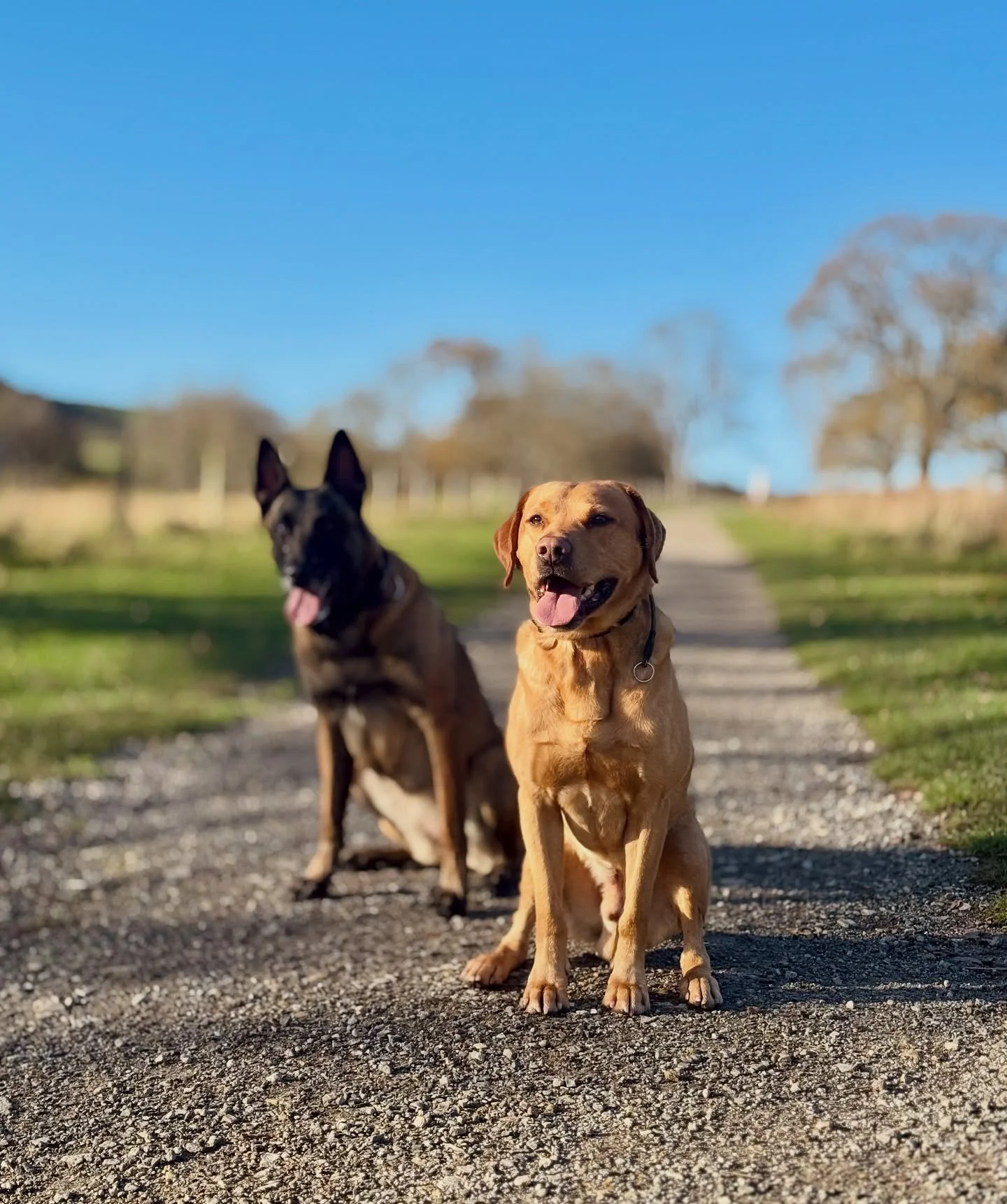 Bay appreciation post 💙

Seeing this boy off lead, reliable, trotting past dogs and people and making his own choices, is amazing. Loving every minute with him!

Huge credit to his owner @kahuandbay for all the hard work, time and trust 👏🏻

#dogtr