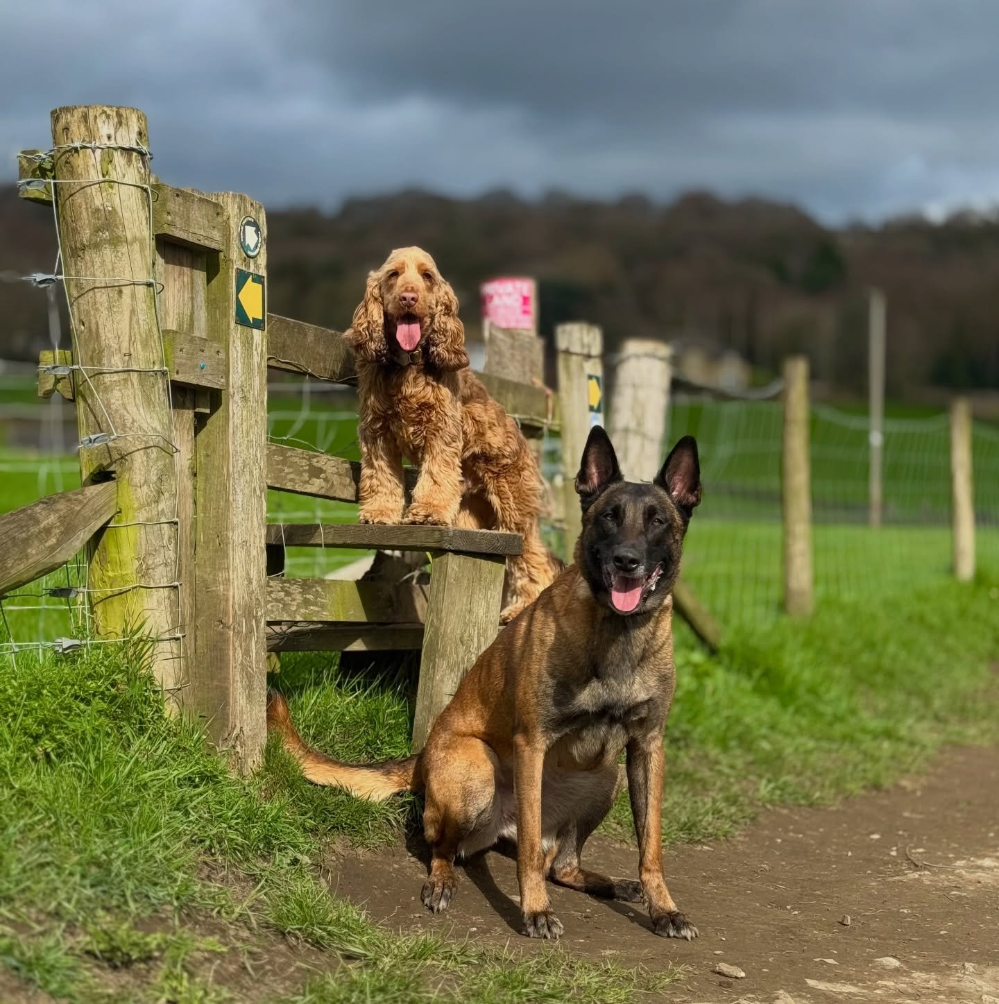Happy Monday 🍃

Another week of doing what we love 💙

#dogtraining