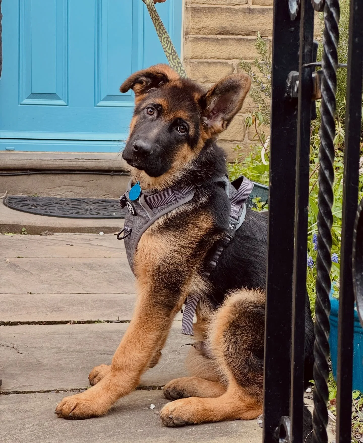 Wishing everyone a great Bank Holiday weekend and a Happy Easter 🐣

ft. Puppy Sydney, who is currently apart of our Puppy Development Programme 💙

#dogtraining