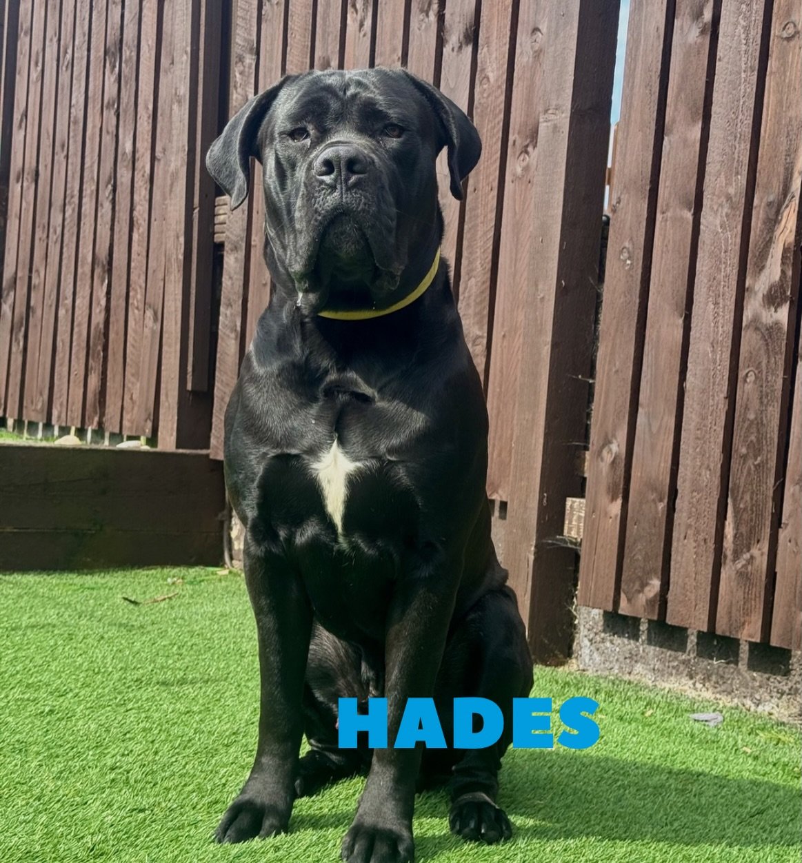 This lovely boy is looking for his forever home 💙

He is currently with Pawfection Rehoming Foundation, who have done an amazing job with his training and care. We&rsquo;ve assessed him since the training and he is ready to go!

FREE training with o