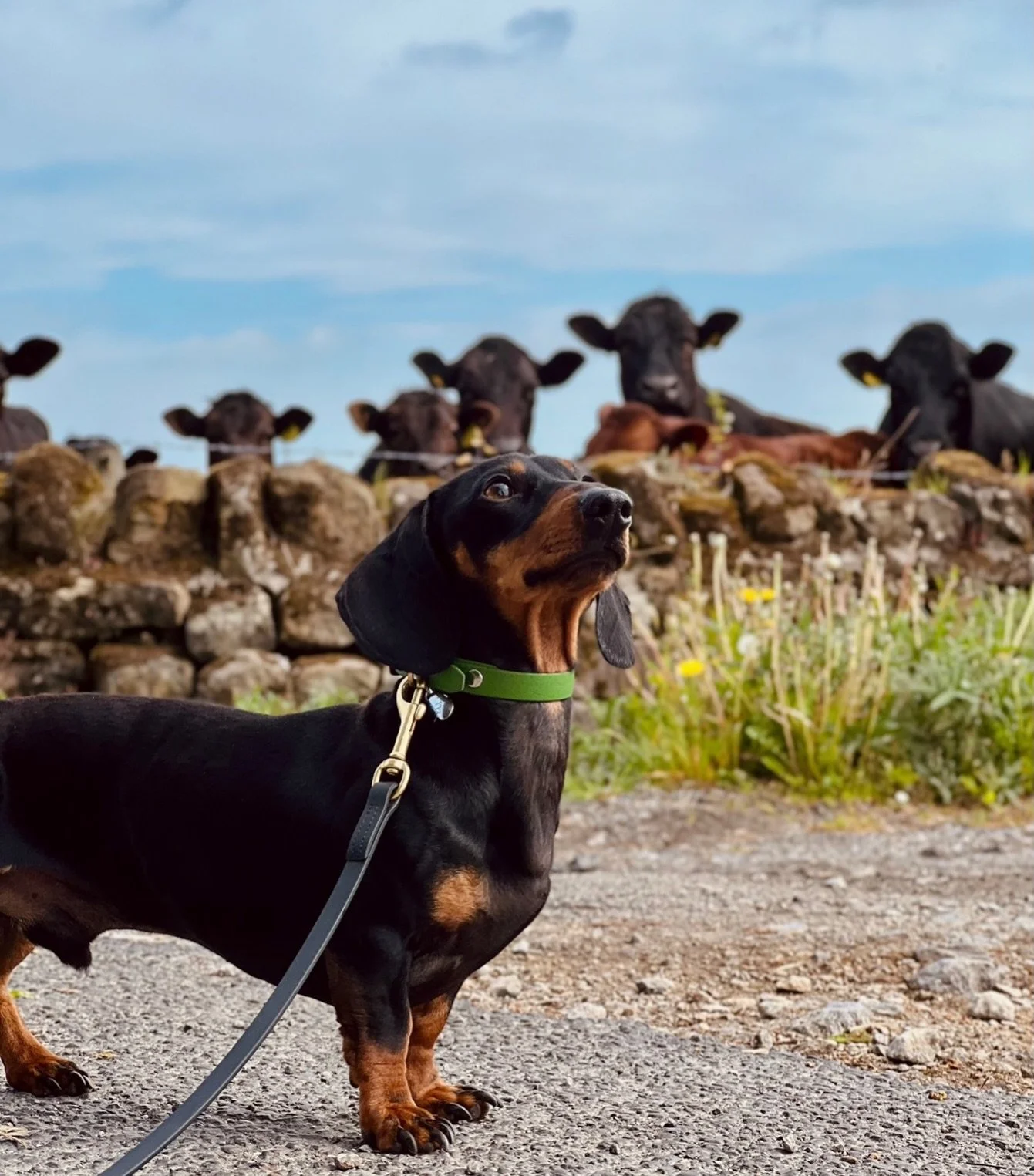 1st June 💫

What do you want to achieve with your dog this month?

#dogtraining