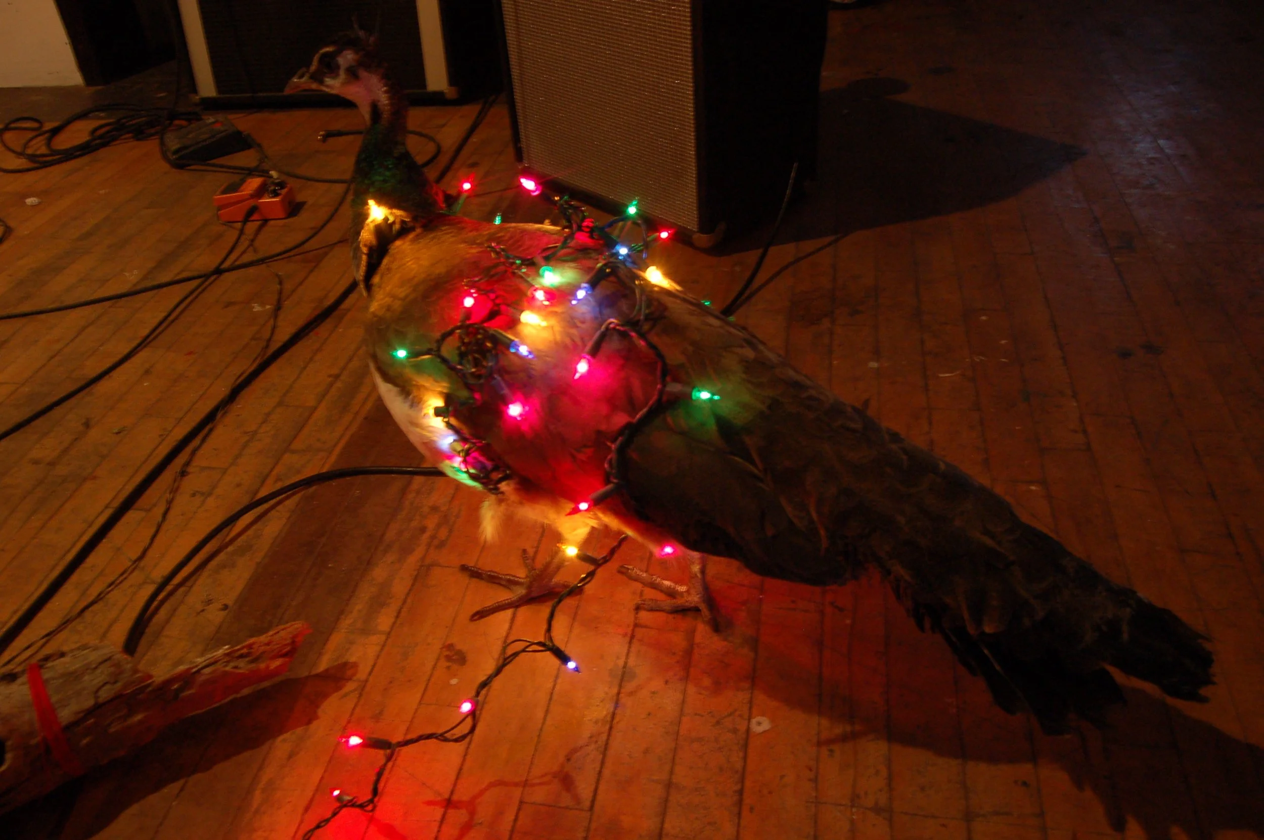 Tinkerbell with XMas lights.JPG