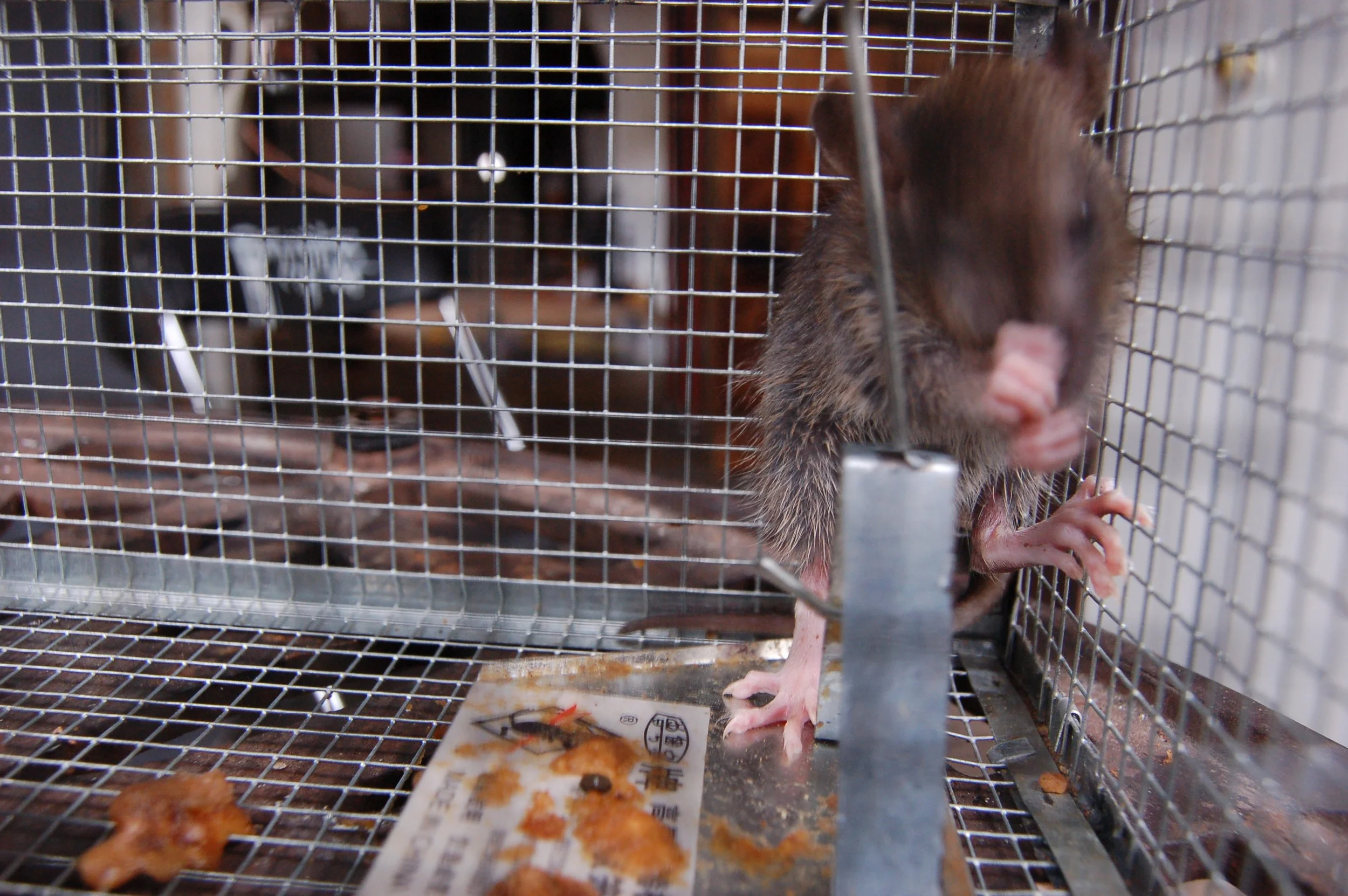 rat in cage 2.JPG