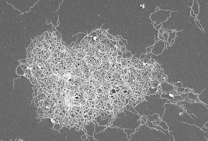 Could Dapsone be the cure for Lyme persisters?