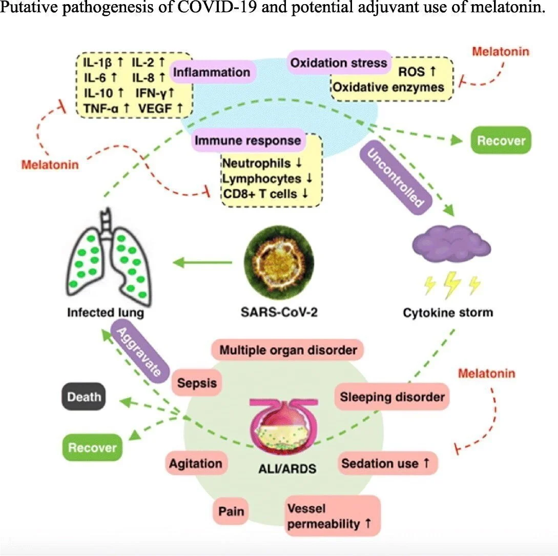 Melatonin's Protective Properties Against CoV-19?