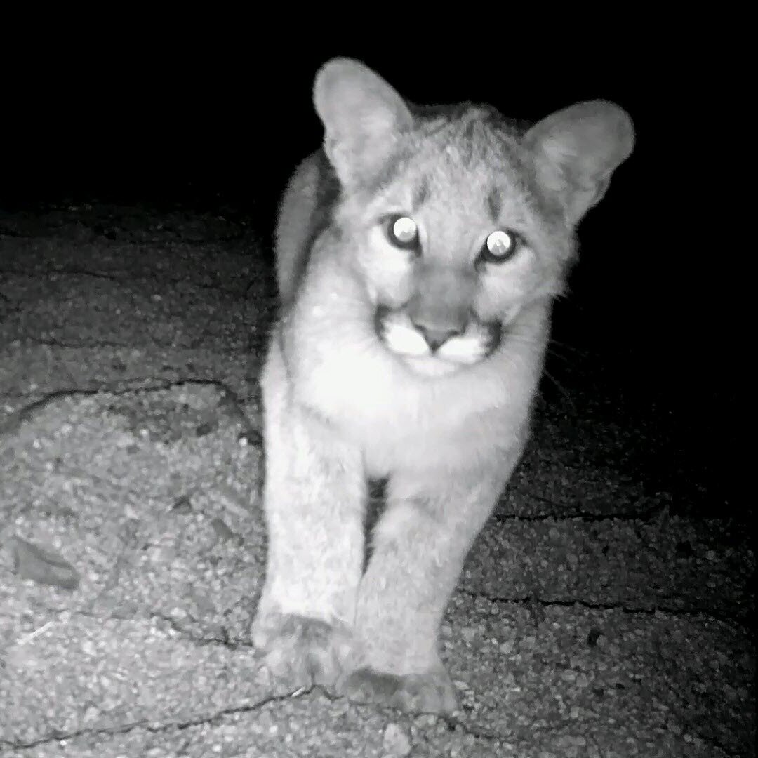 Black Friday Hike - Looking for Mountain Lion Tracks

Register: www.wildnaturemedia.com

Two spaces left. Join us for an incredible day in mountain lion country.