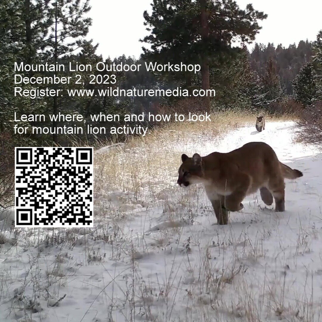 Join us for a six mile hike in some of the best mountain lion habitat in Northern Colorado. Space is limited to seven participants. There are four slots left.