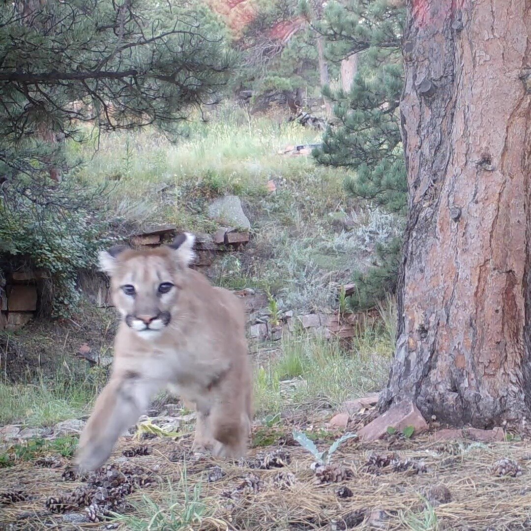 Be careful when you are out hiking. You might scare a mountain lion. Let's be respectful out there. 

Check out the video:

https://www.youtube.com/watch?v=3SnwwkD9ysE