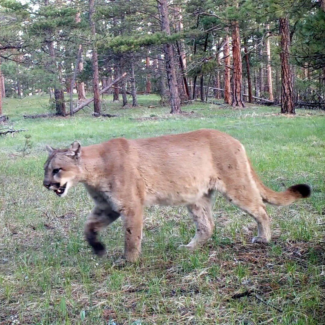 Mountain Lion Outdoor Workshop
October 7, 2023 
Limited to Seven Participants ( Three slots left)

Register: www.wildnaturemedia.com

There is space for three more wildlife enthusiasts. This will be the first time I've hosted a workshop in this area,