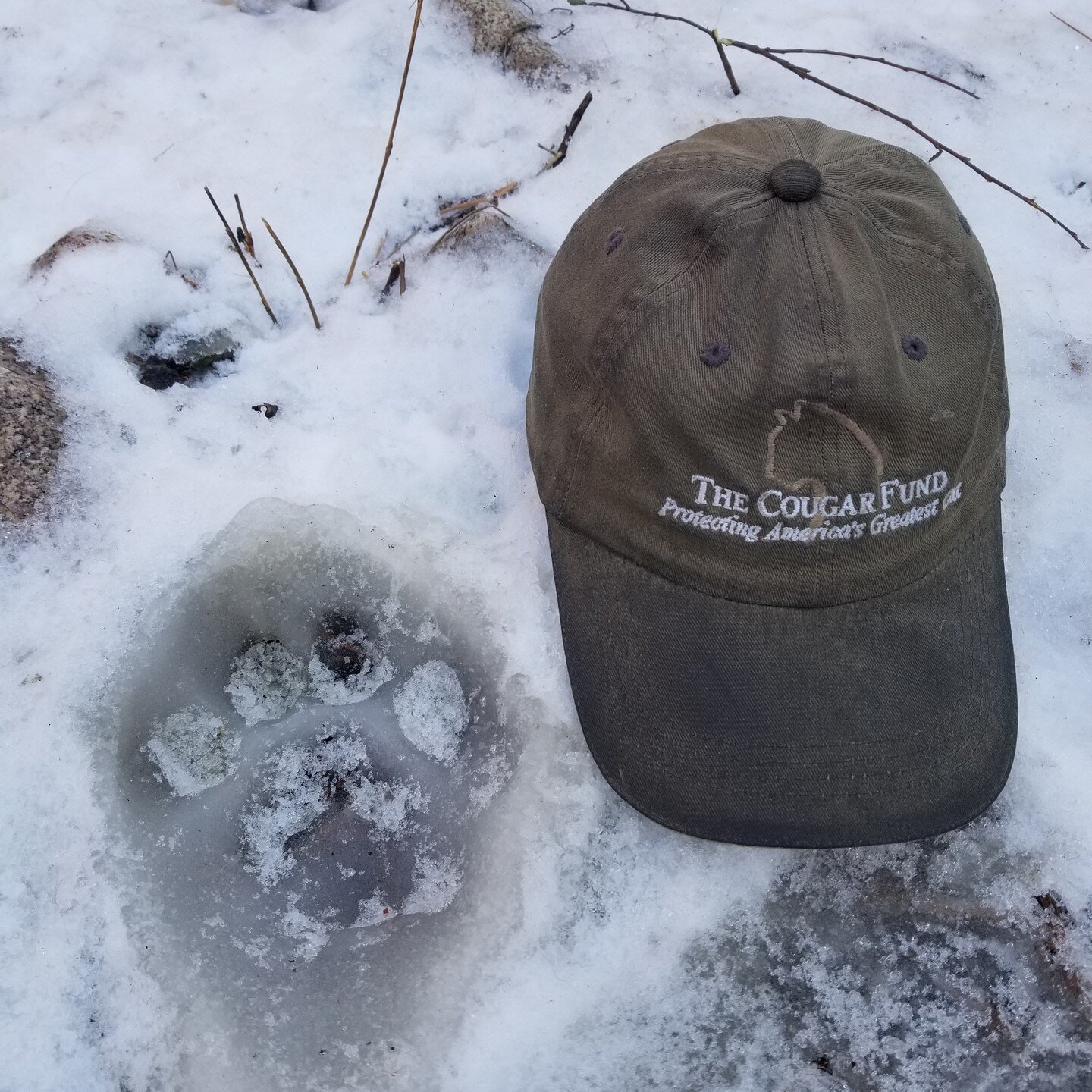 Frozen mountain lion track from a healthy, large male. Celebrating 20 years of studying and filming mountain lions. So thankful for all the wildlife enthusiasts and conservation organizations I've had the honor of meeting and working with! The Cougar