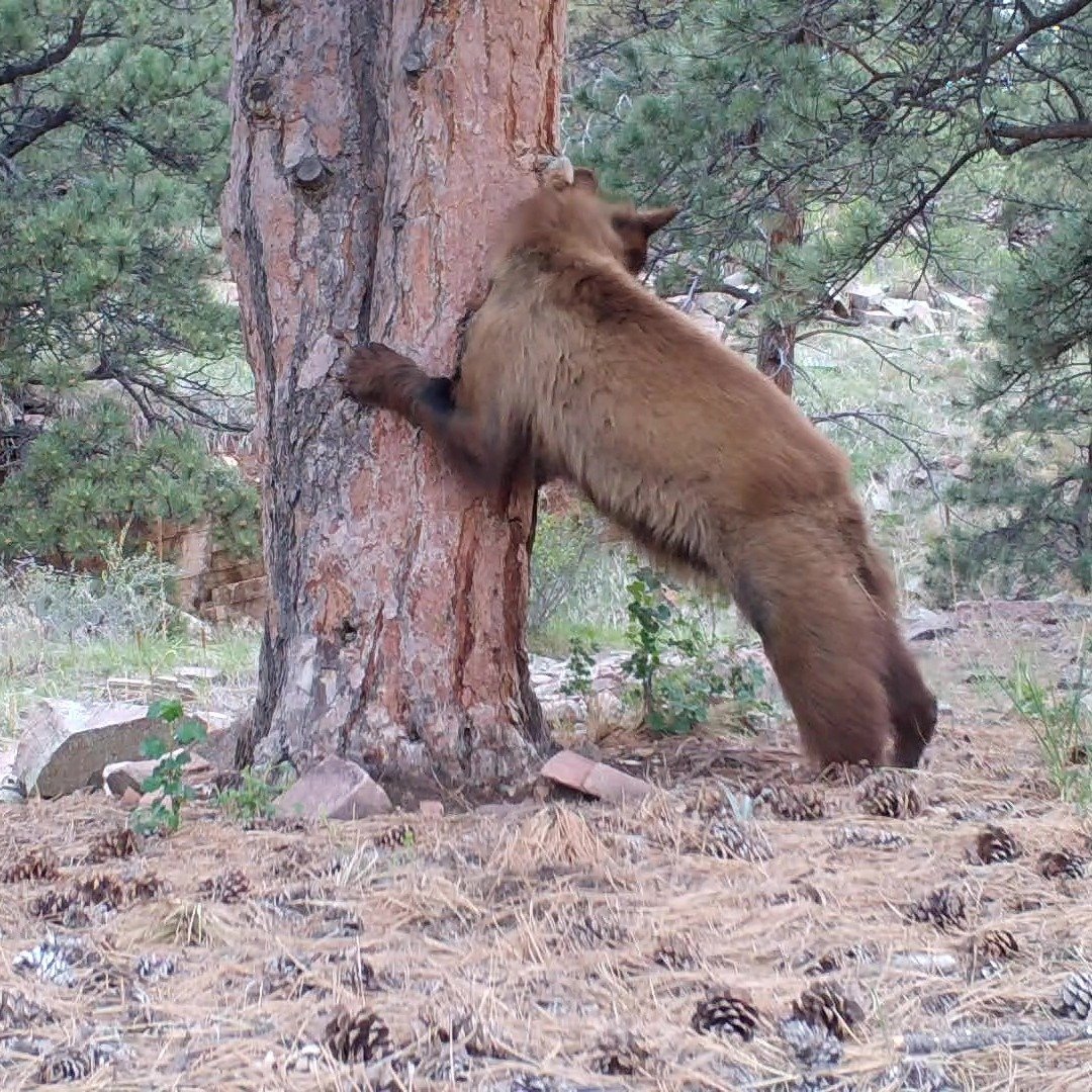 Thanks to everyone around the country who have signed up for the Trail Camera Workshop this Friday, June 21 from 7-8:30 PM. 

There are four slots left. Register at www.wildnaturemedia.com