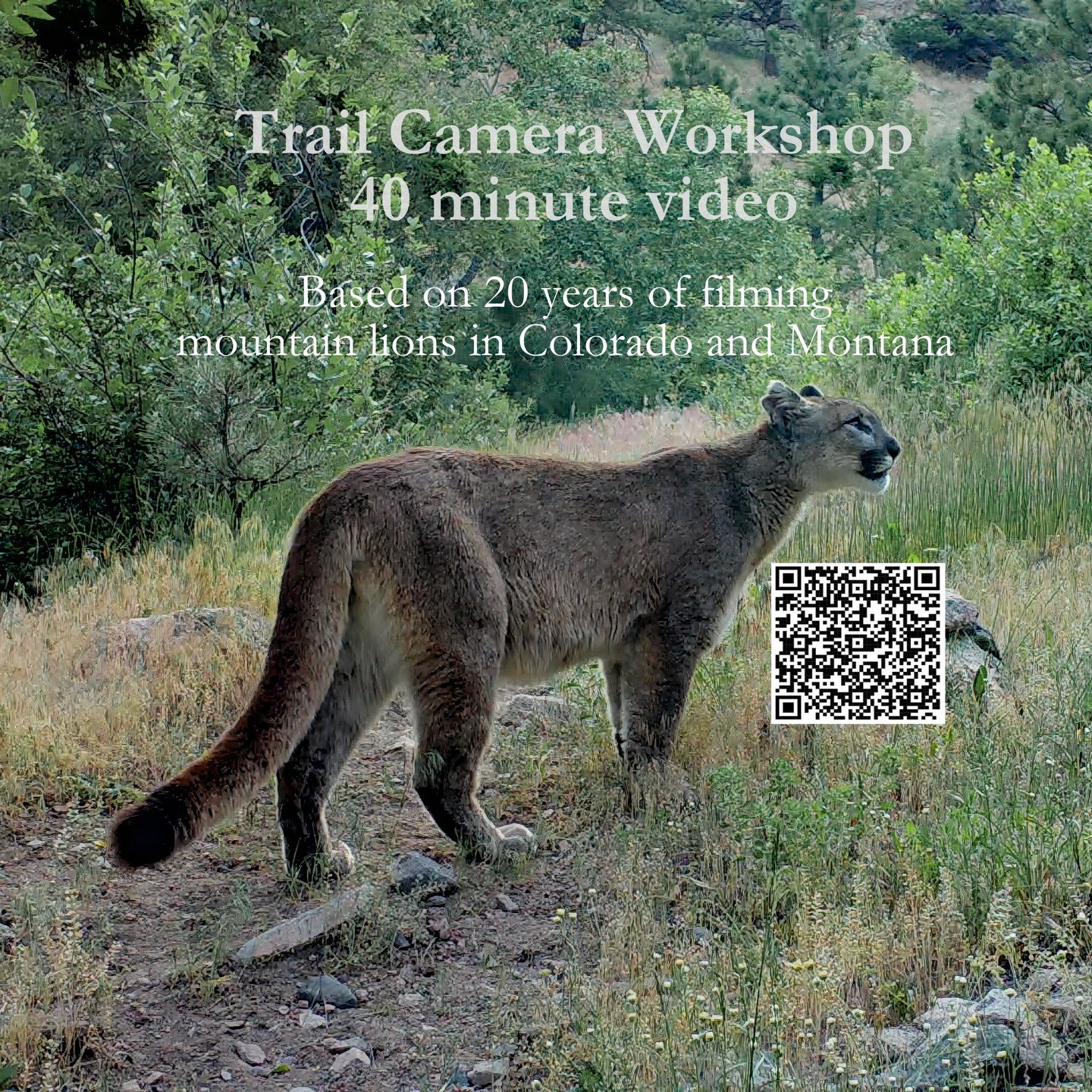 Trail Camera Workshop Video 

Learn tips and strategies for filming and photographing elusive wildlife. 

More info: https://www.wildnaturemedia.com/trail-camera-workshop-video

Additional content added to workshop from June 21.