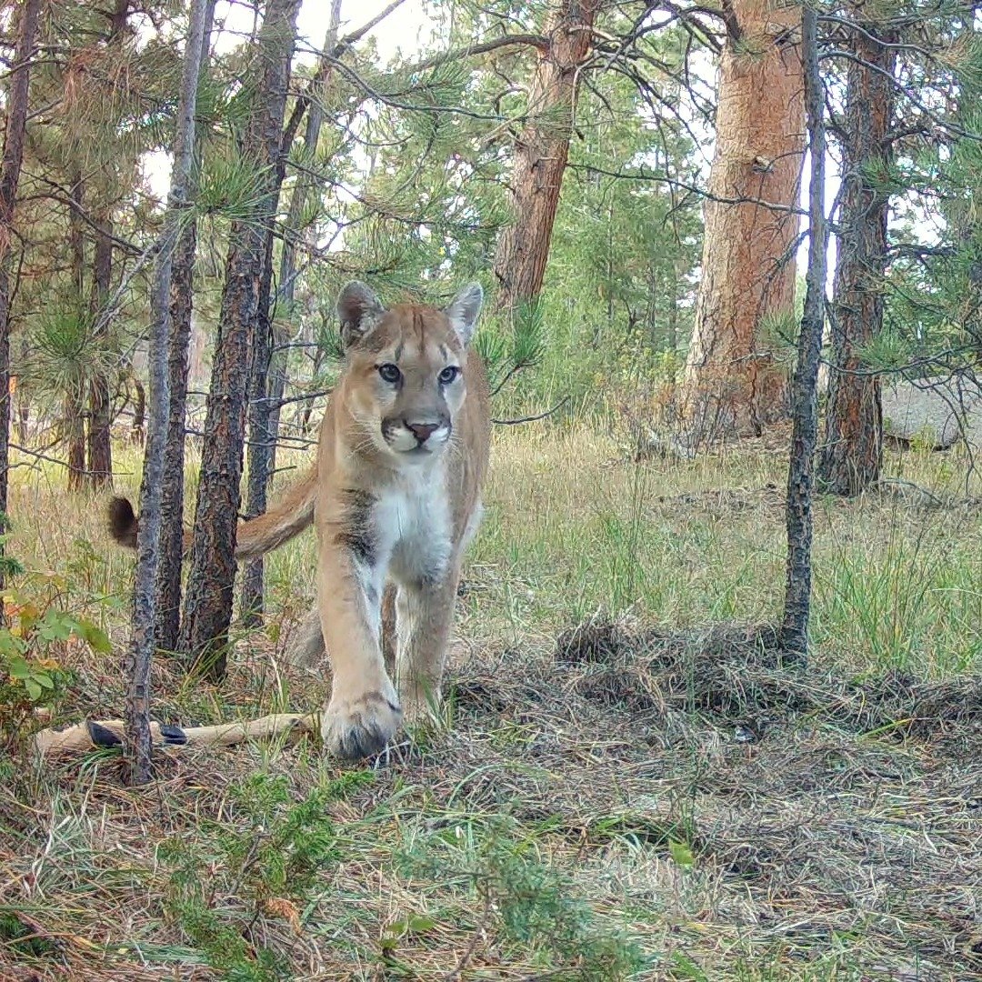 Young male mountain lion checking on the remains of a deer carcass. 

www.wildnaturemedia.com