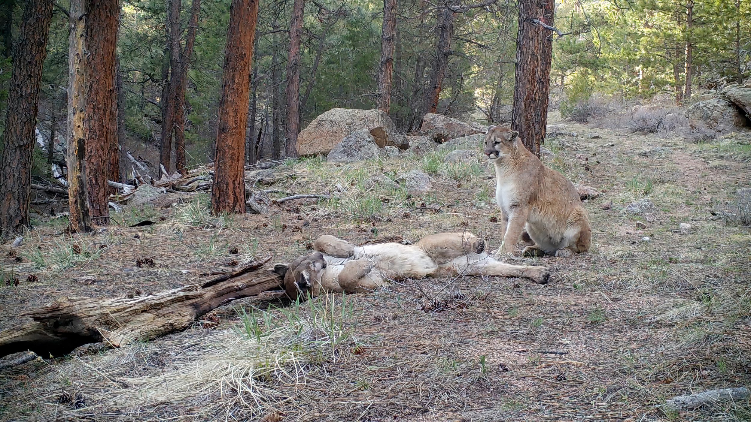 Mountain Lion Hike