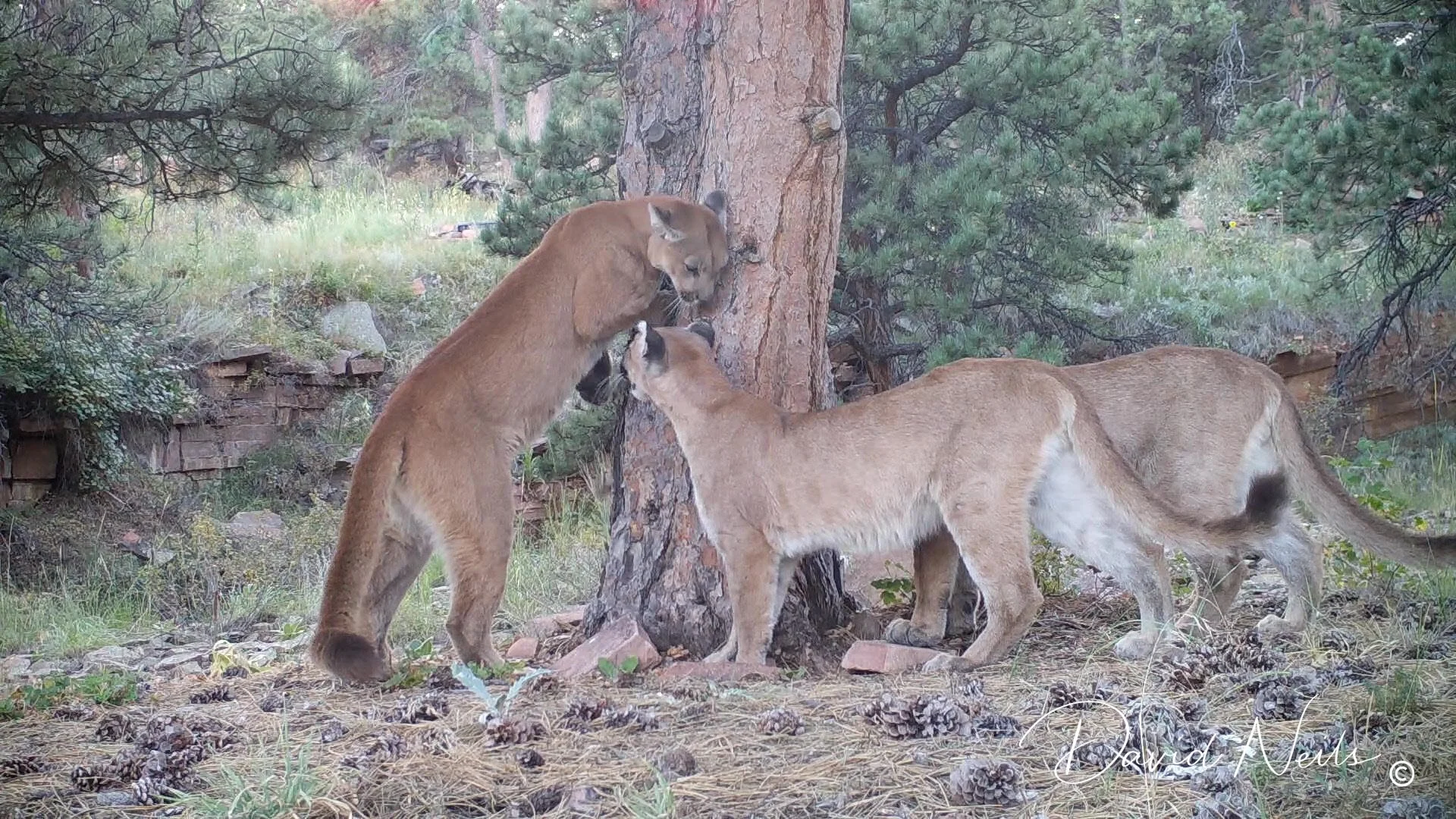 Mountain Lion Hike