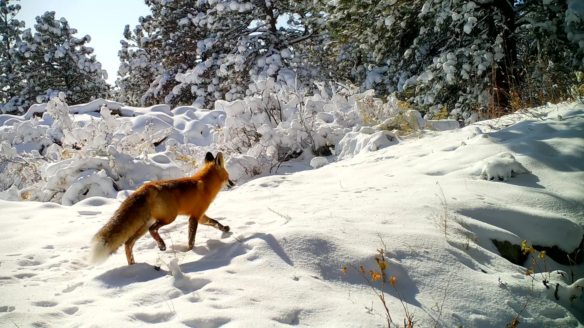 Reckless Wildlife Mismanagement in Colorado