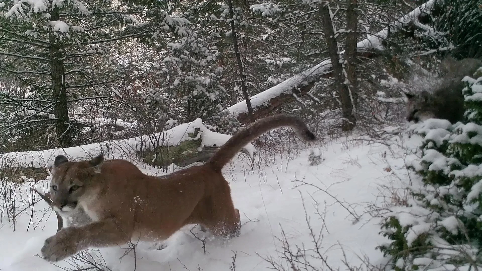 Nature’s Wild Orchestra
