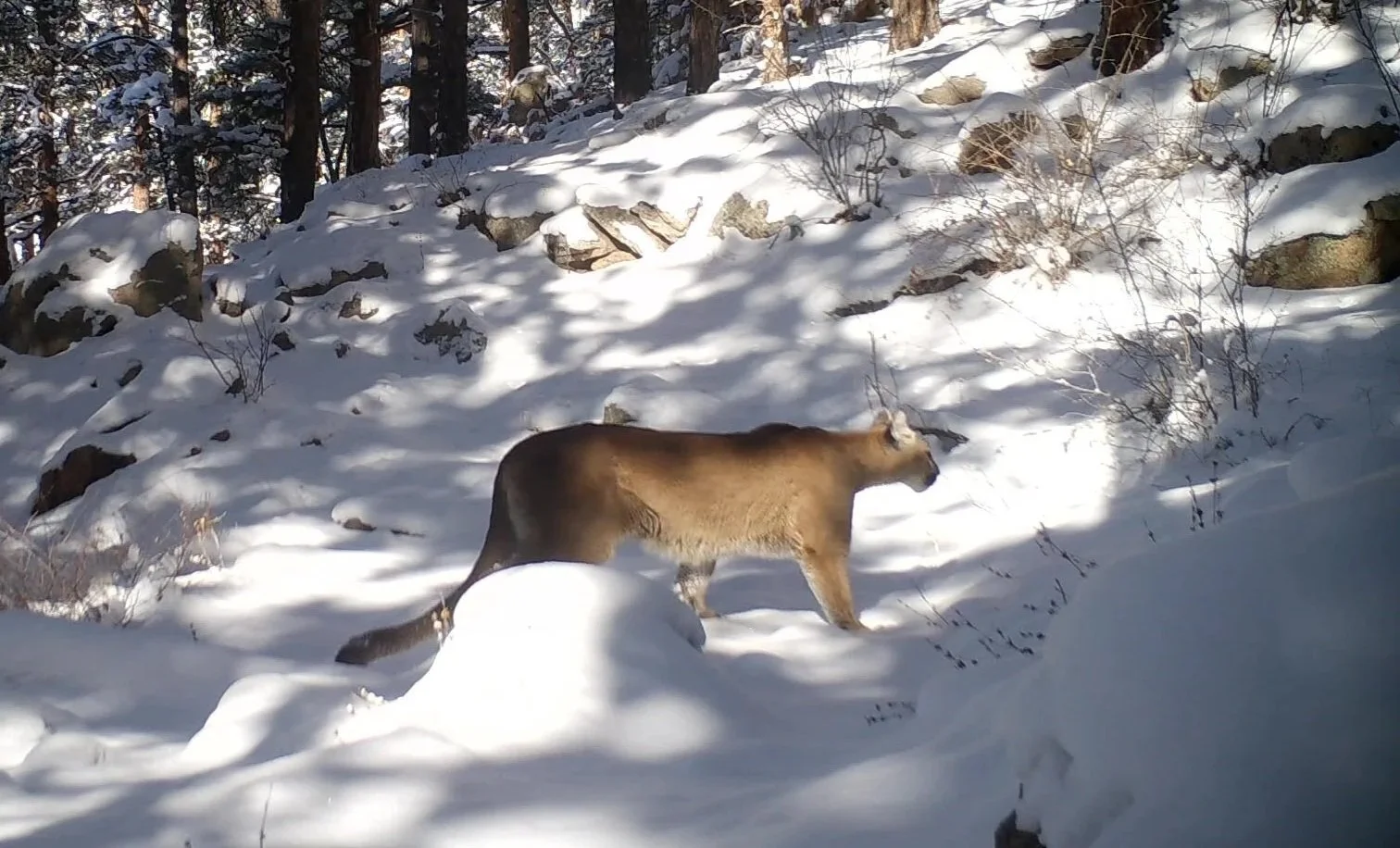 Tracking Mountain Lions
