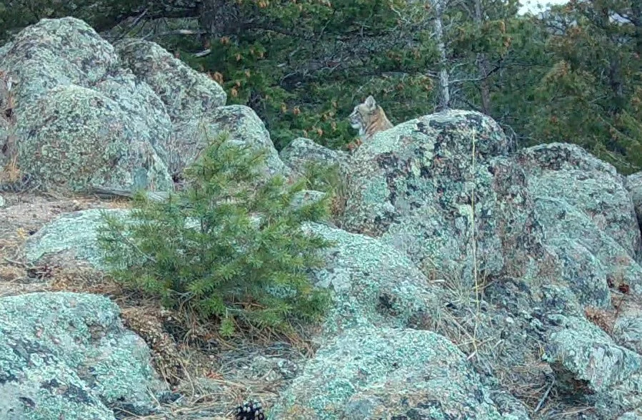 Bobcats, Quiet Architects of Ecosystem Health