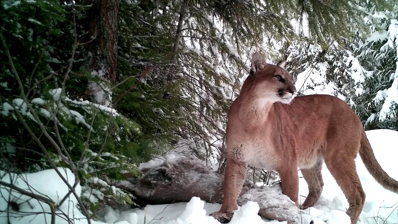 Tracking Mountain Lions