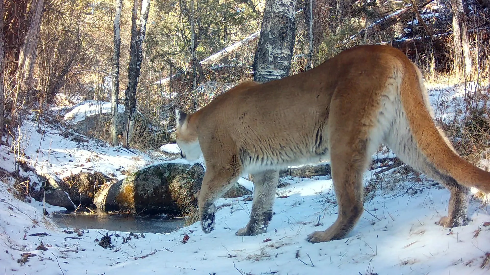 Tracking Mountain Lions