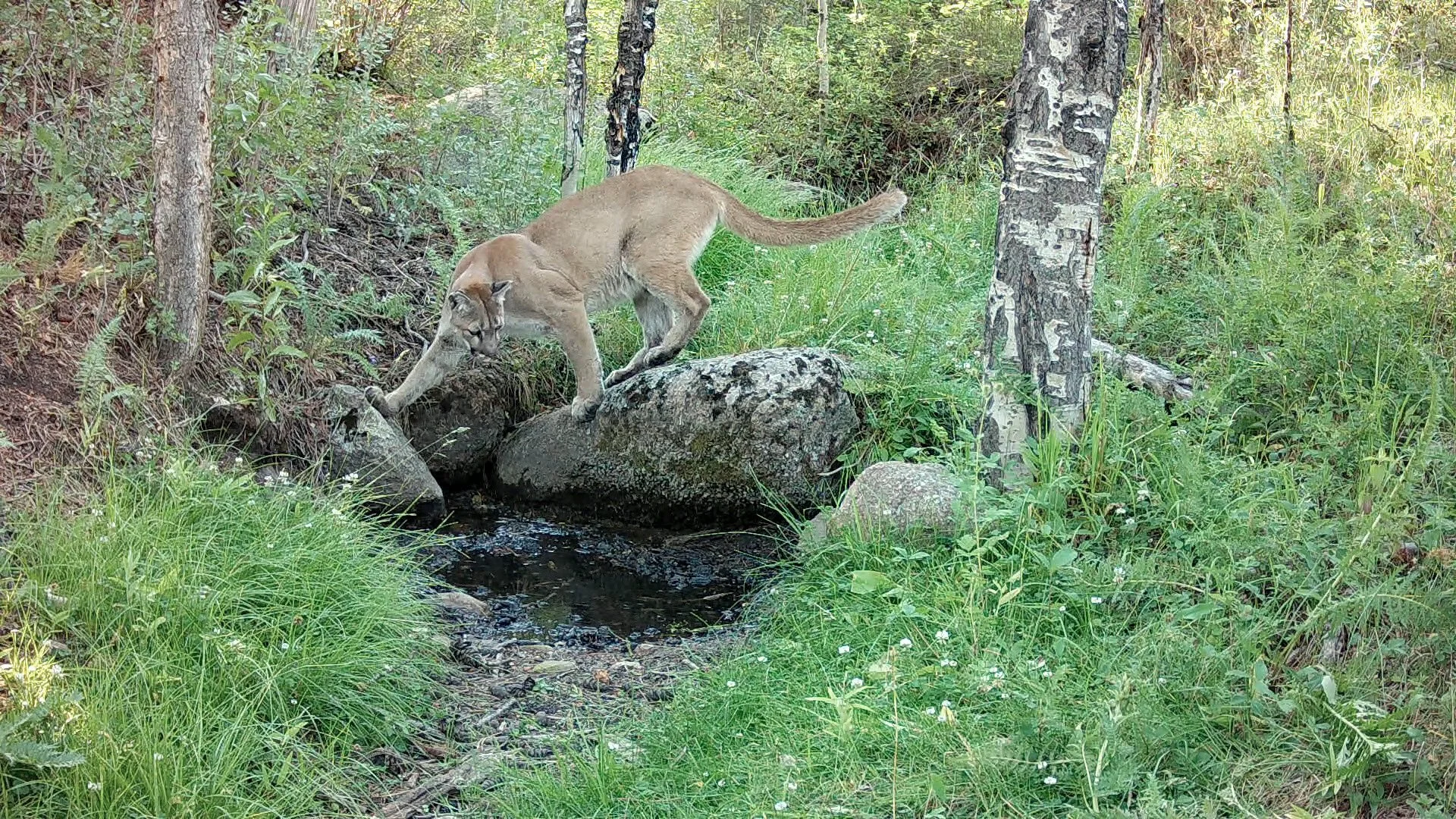 Wildlife Filming Workshop