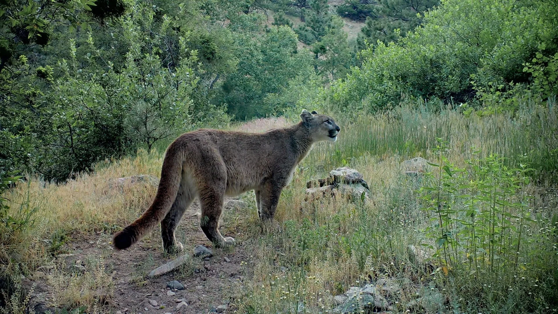 Untamed Wildlife Footage