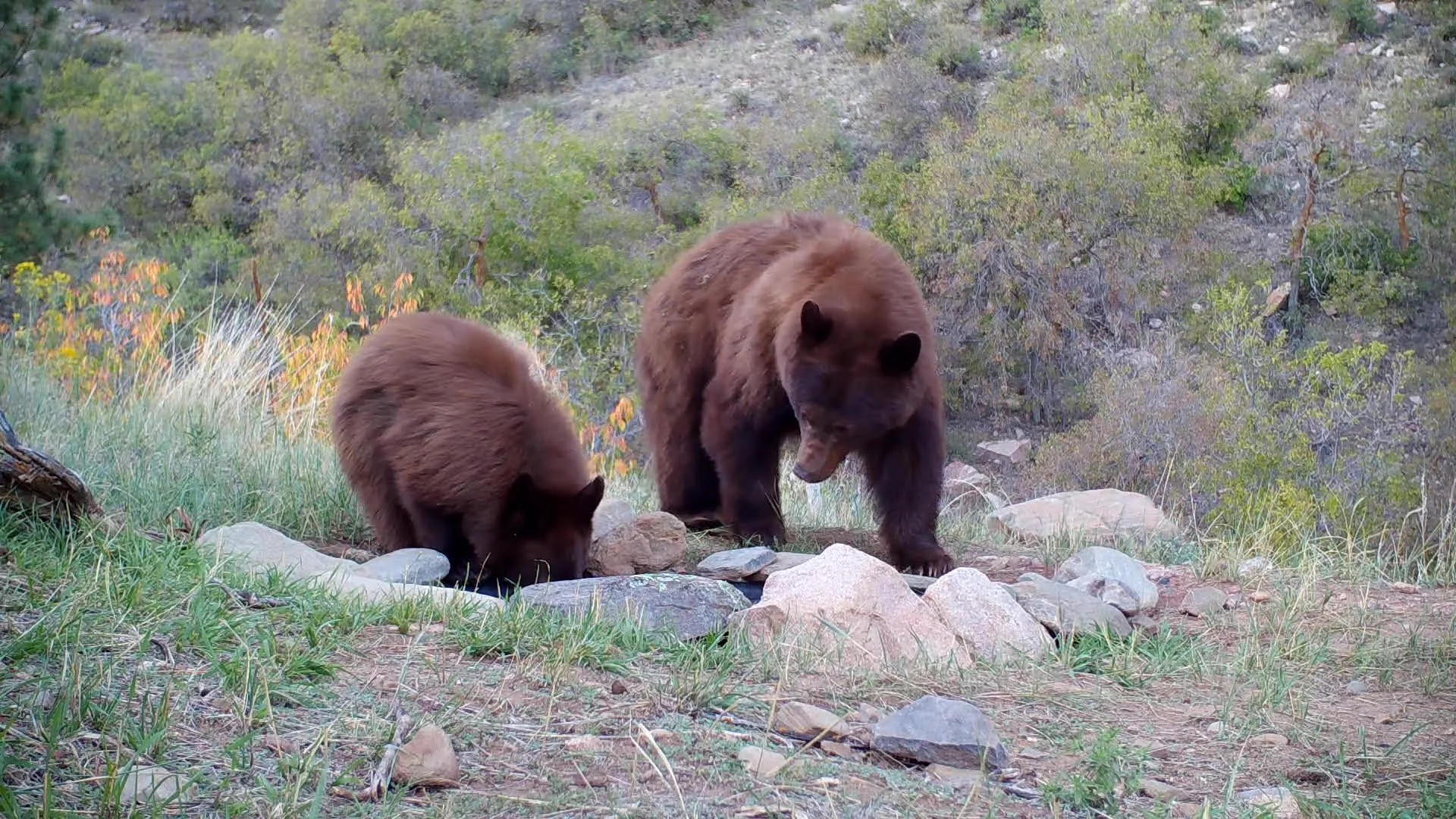 Wildlife Guzzler for Dry Colorado Ridge
