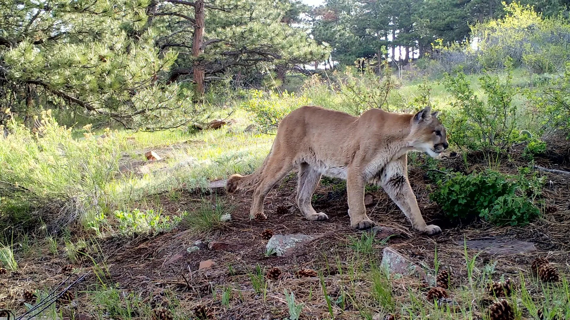 Mountain Lion Hike